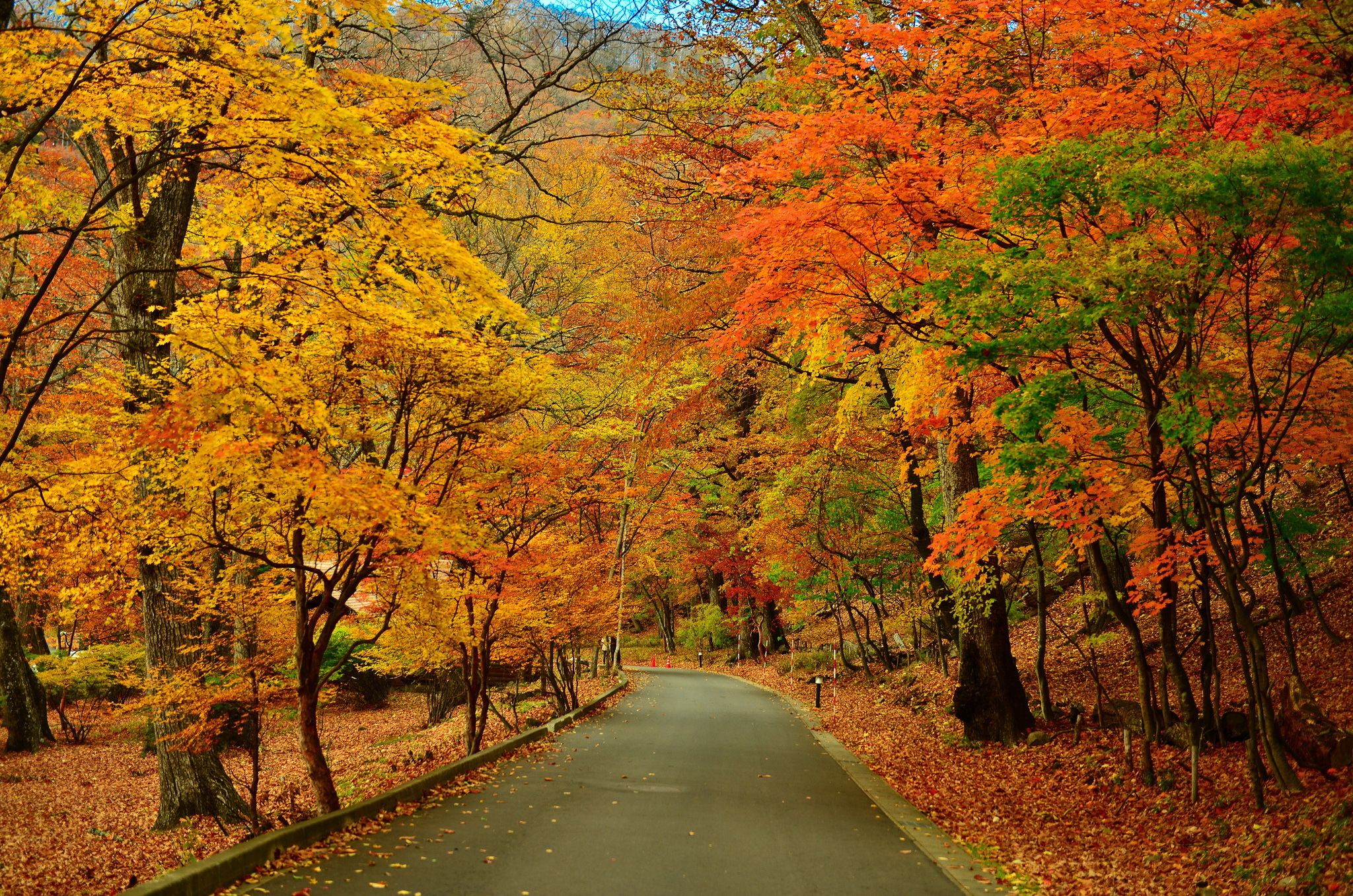 Collection of some best scene of Autumn season HD Wallpaper