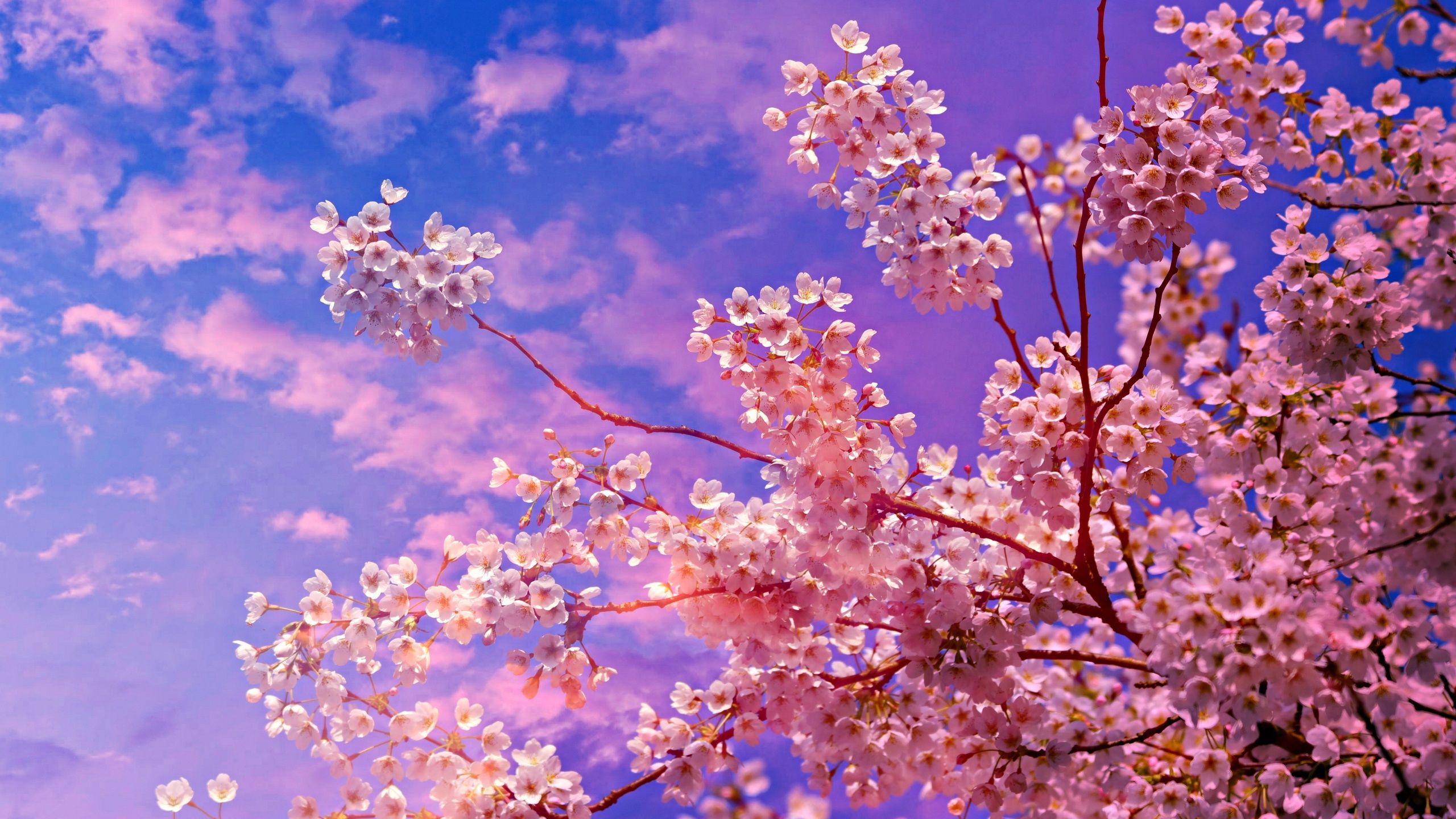 Cherry Blossom Trees Wallpapers Wallpaper Cave