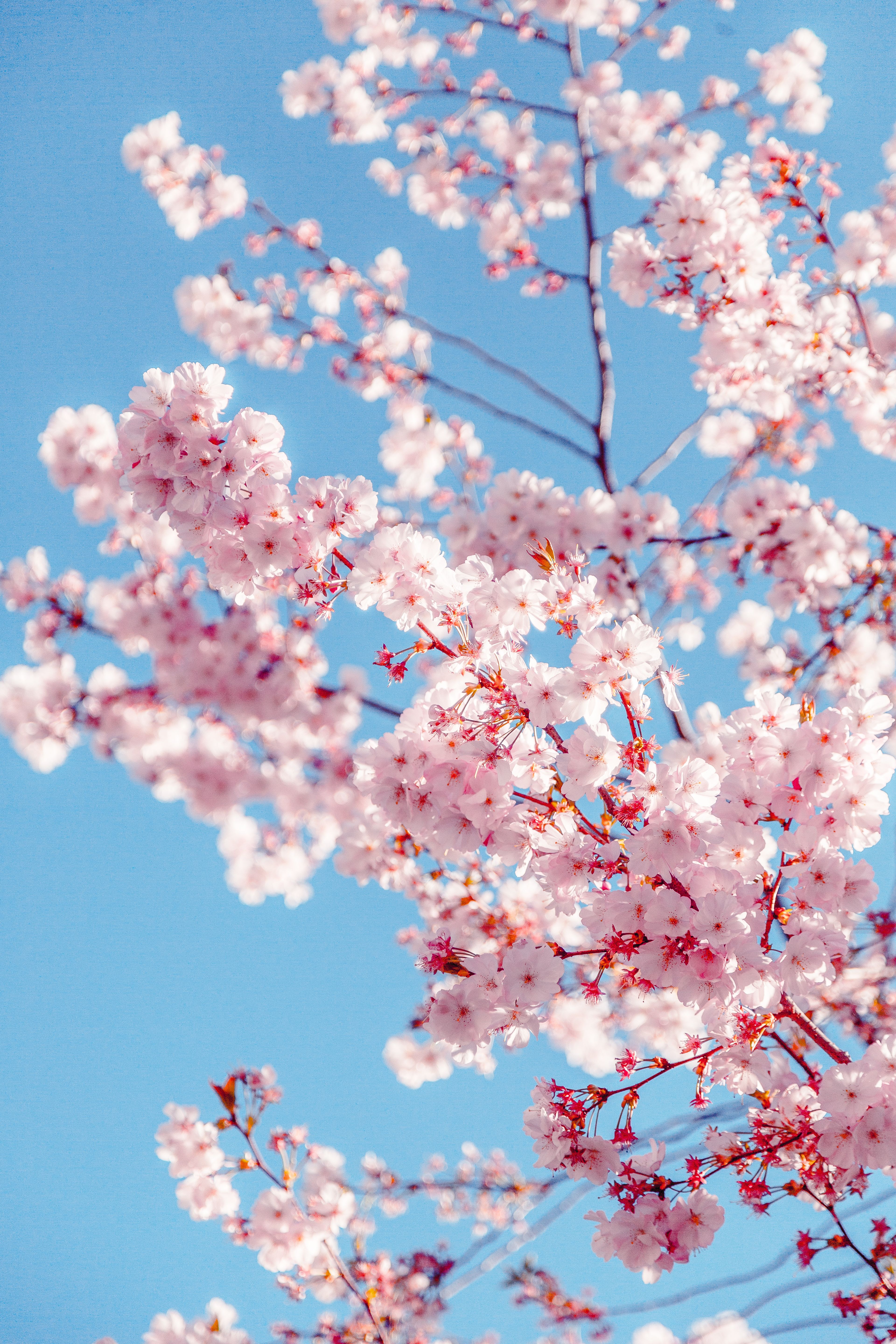 Background Cherry Blossom Tree Wallpaper