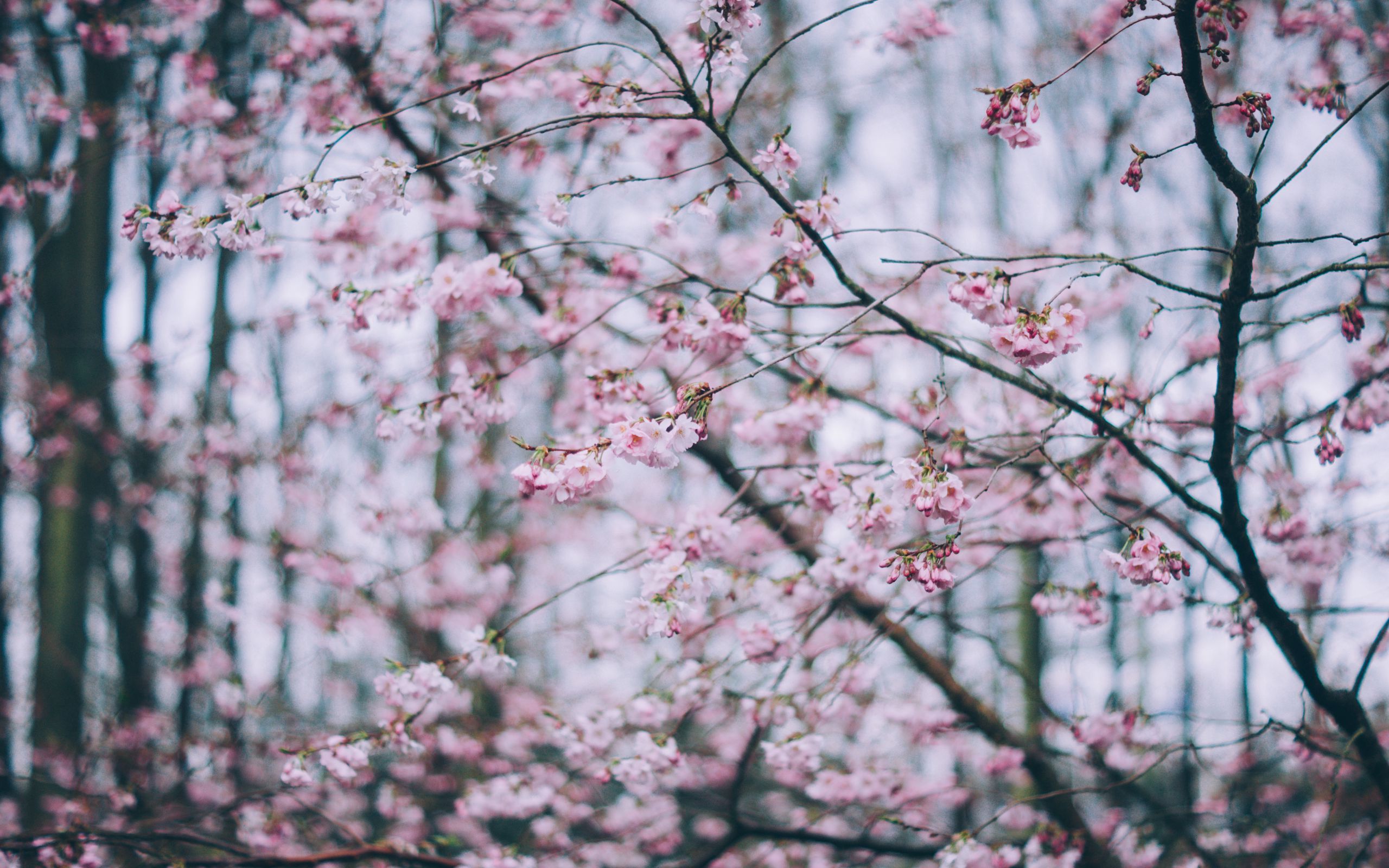 Download wallpaper 2560x1600 flowering, spring, branches, flowers