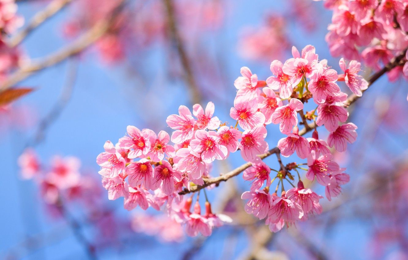 Wallpaper branches, spring, Sakura, flowering, pink, blossom, sakura, cherry, spring, bloom image for desktop, section цветы