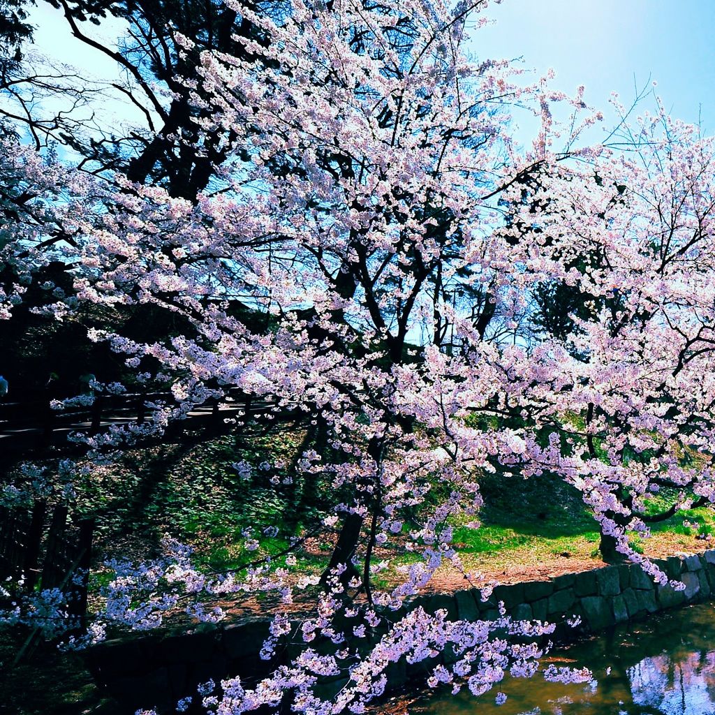 Cherry Blossom Trees iPad Wallpaper Free Download