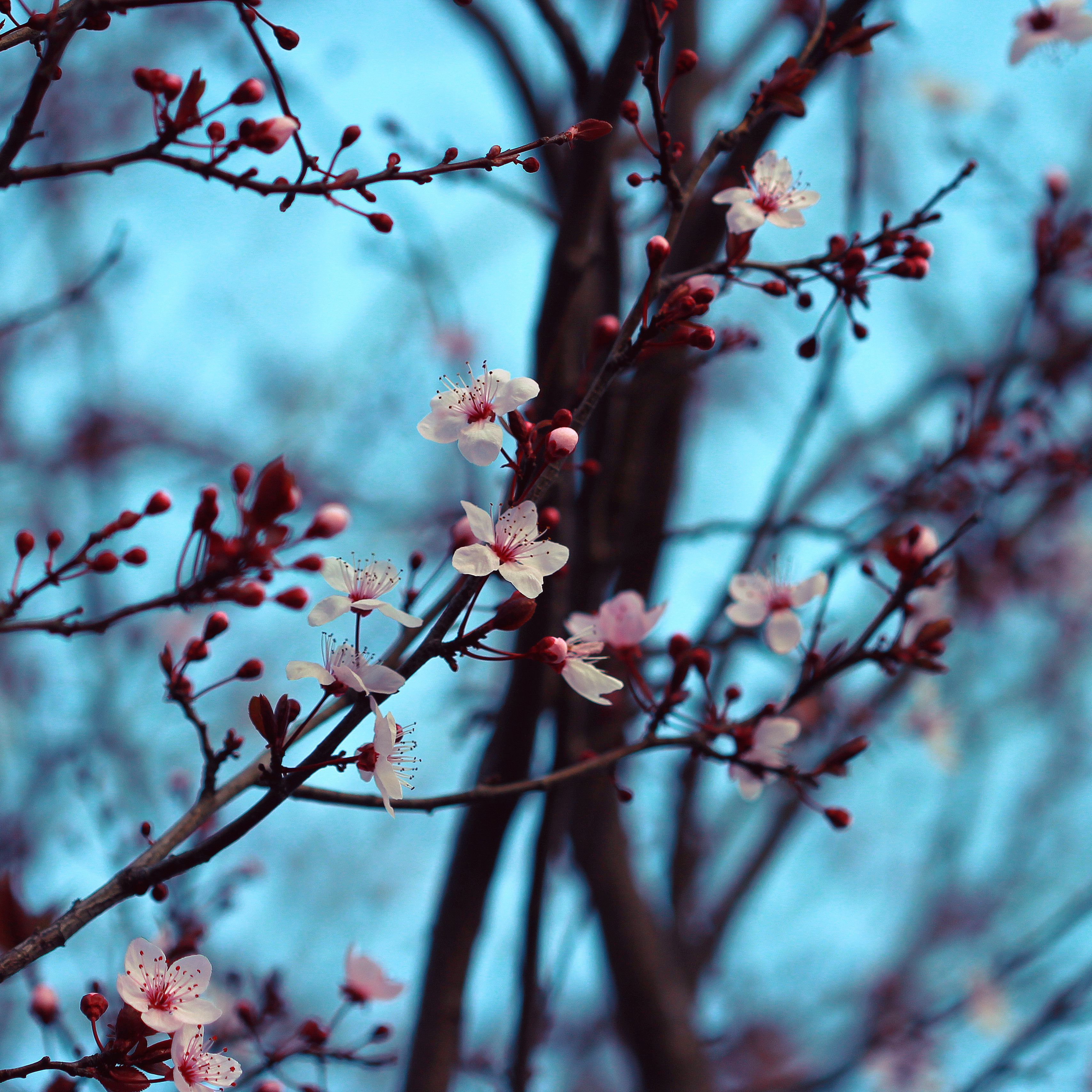 Download wallpaper 3415x3415 cherry, bloom, spring, branches