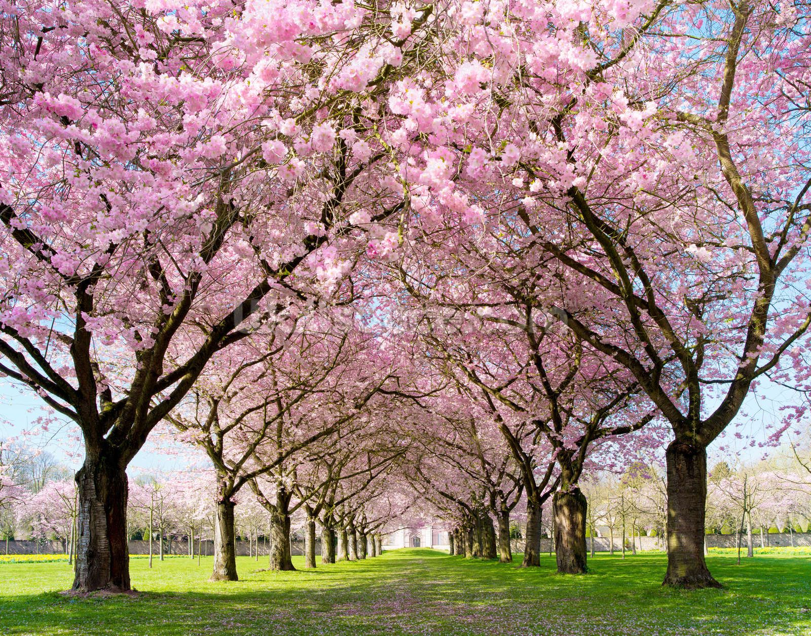Free photo: Cherry blossom trees, Cherry, Flowers