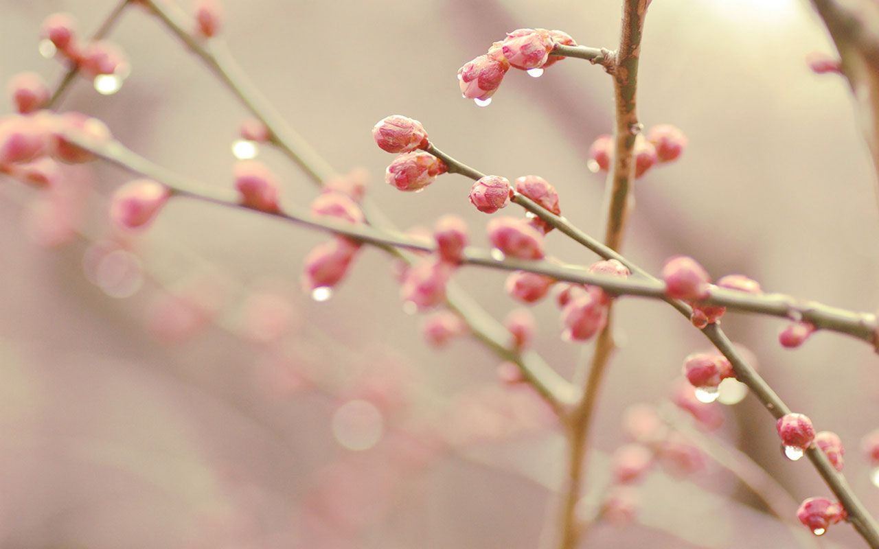 Free download spring branches bud HD wallpaper 11 spring branches