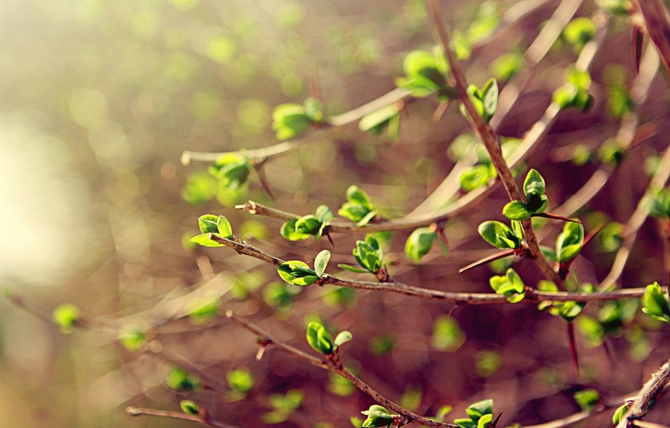 Wallpaper greens, leaves, macro, branches, spring, spring image