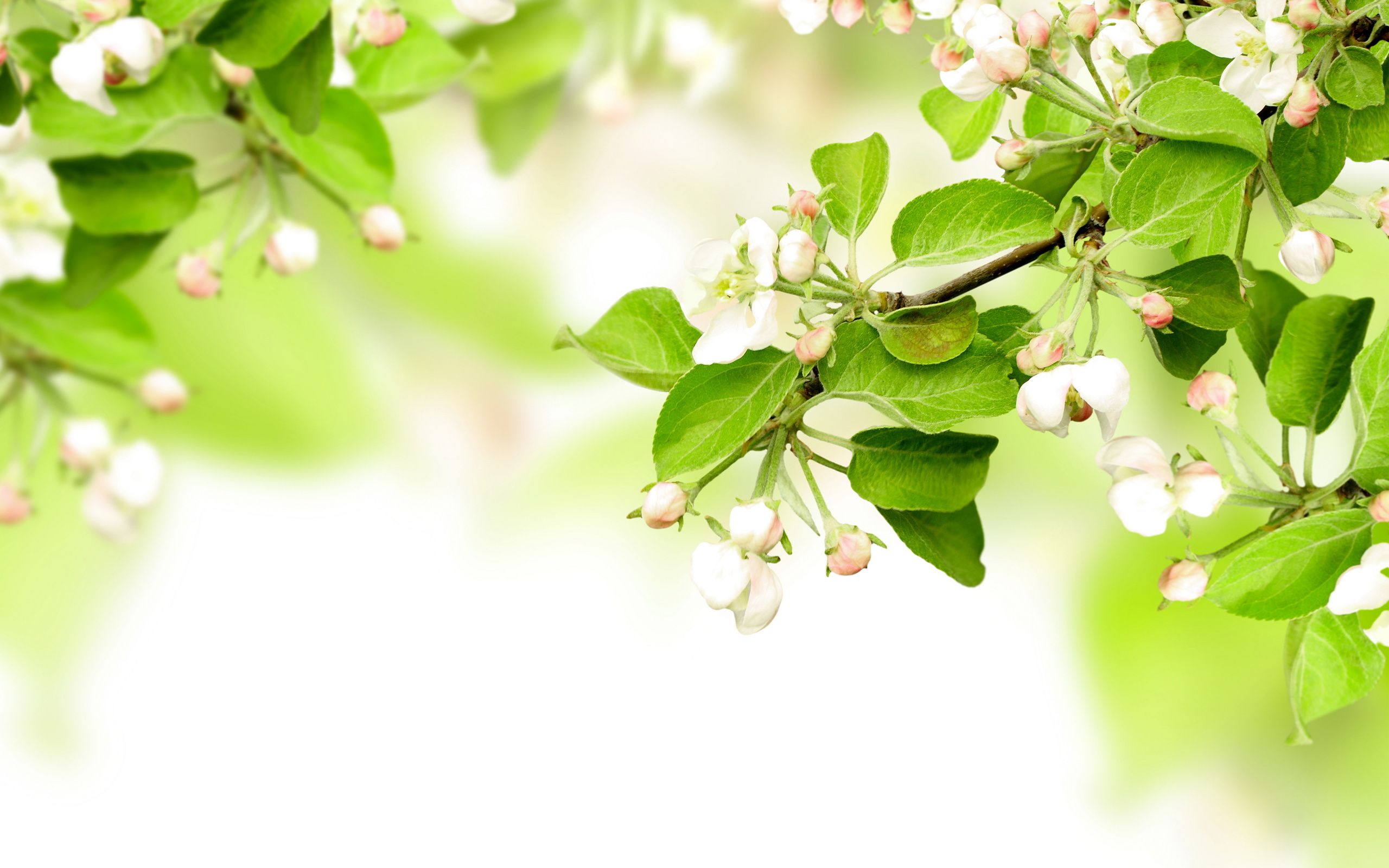 Leaves spring flowers apples branches blossom wallpaper