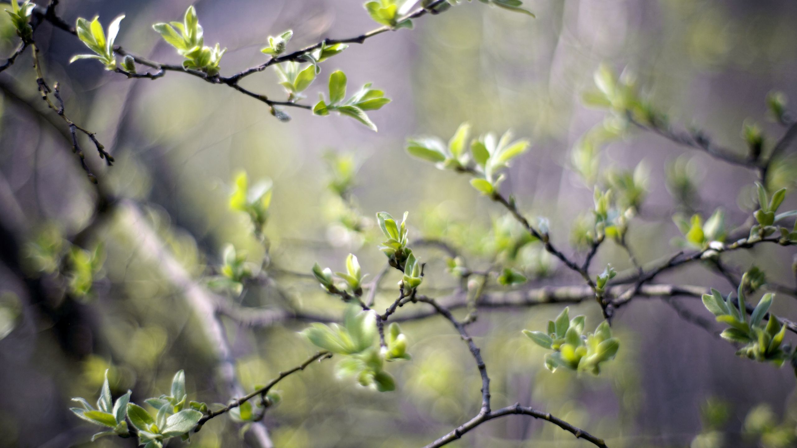 Spring Branches desktop PC and Mac wallpaper