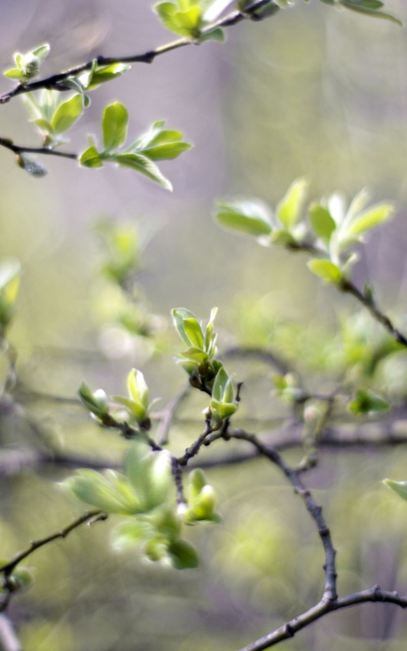 Spring Branches Nexus 7 wallpaper
