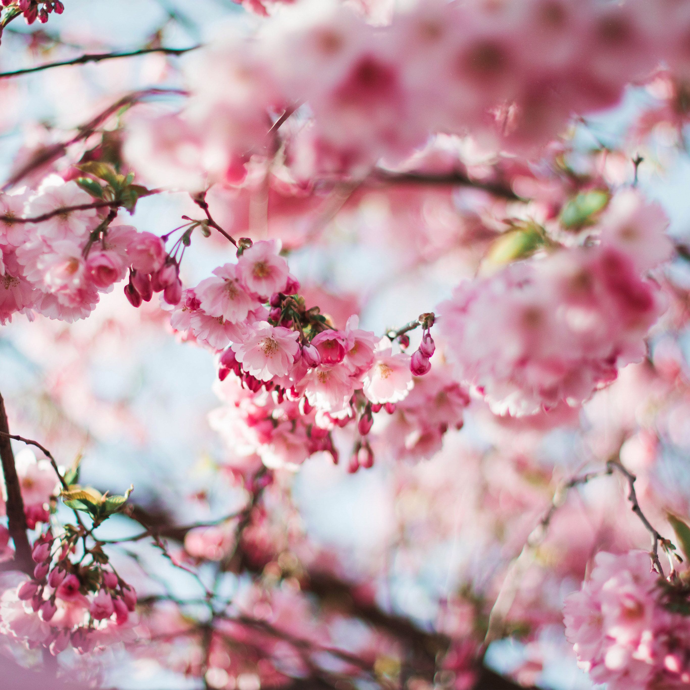 Spring Cherry Blossom Tree Flower Pink Nature Wallpaper