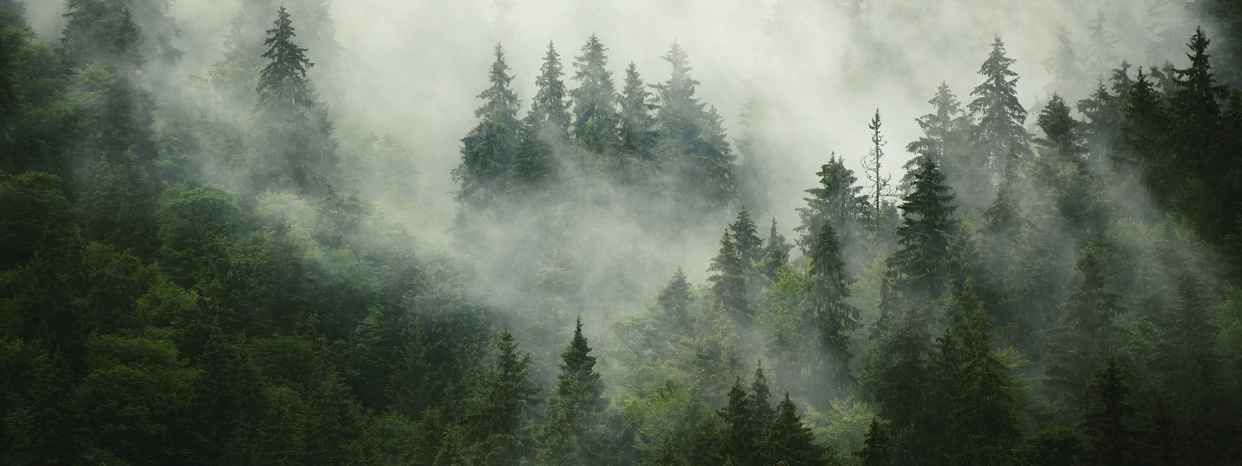 Туманный лес панорама