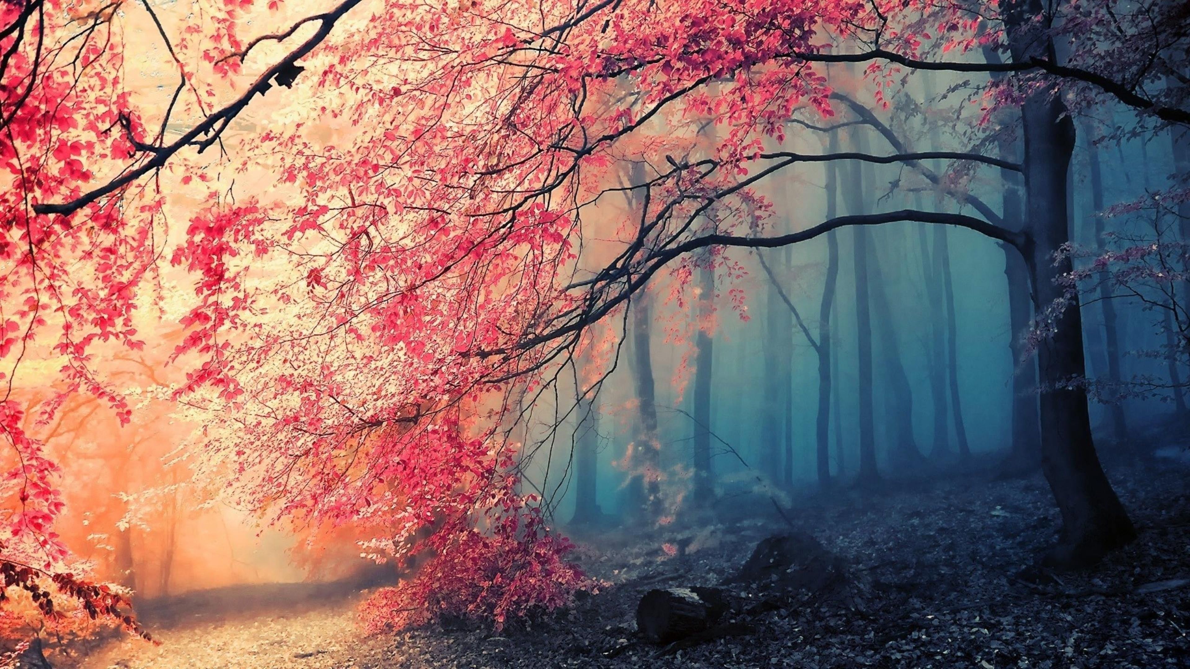 Download Wallpaper 3840X2160 Tree, Fog, Nature, Beautiful 4K Ultra