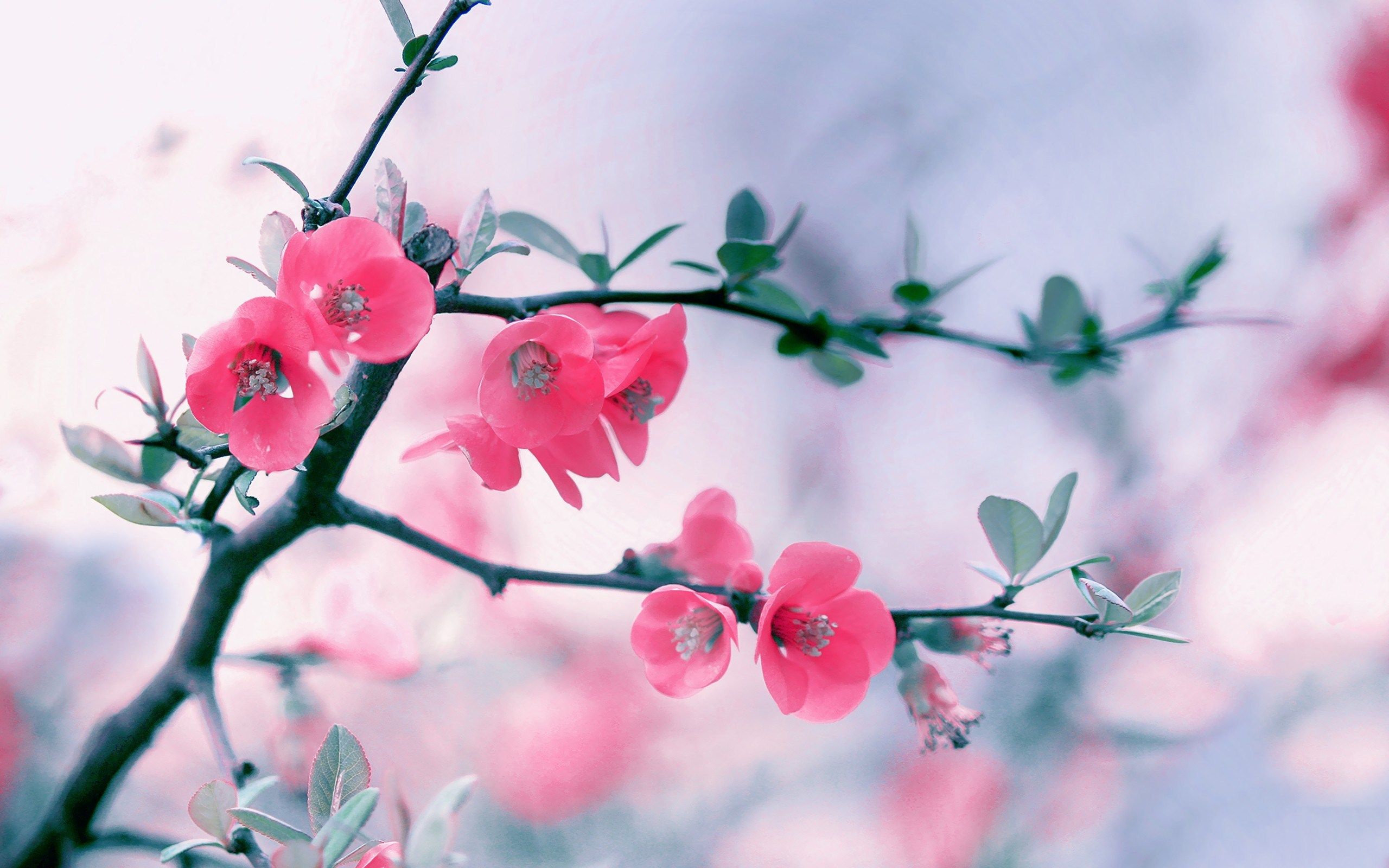 Free download Home Flowers HD Wallpaper Branch Pink Flowers