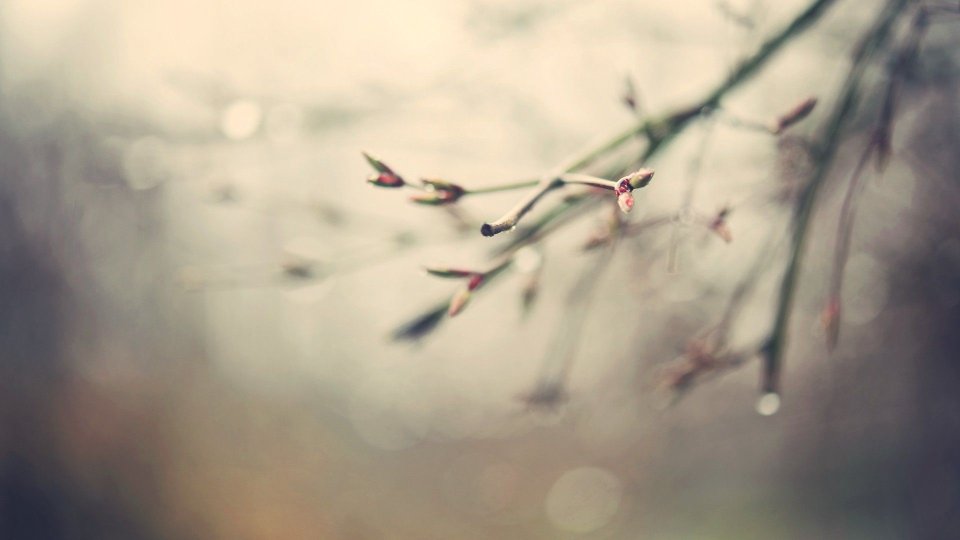 nature, water droplets, depth of field, branches, spring, spring