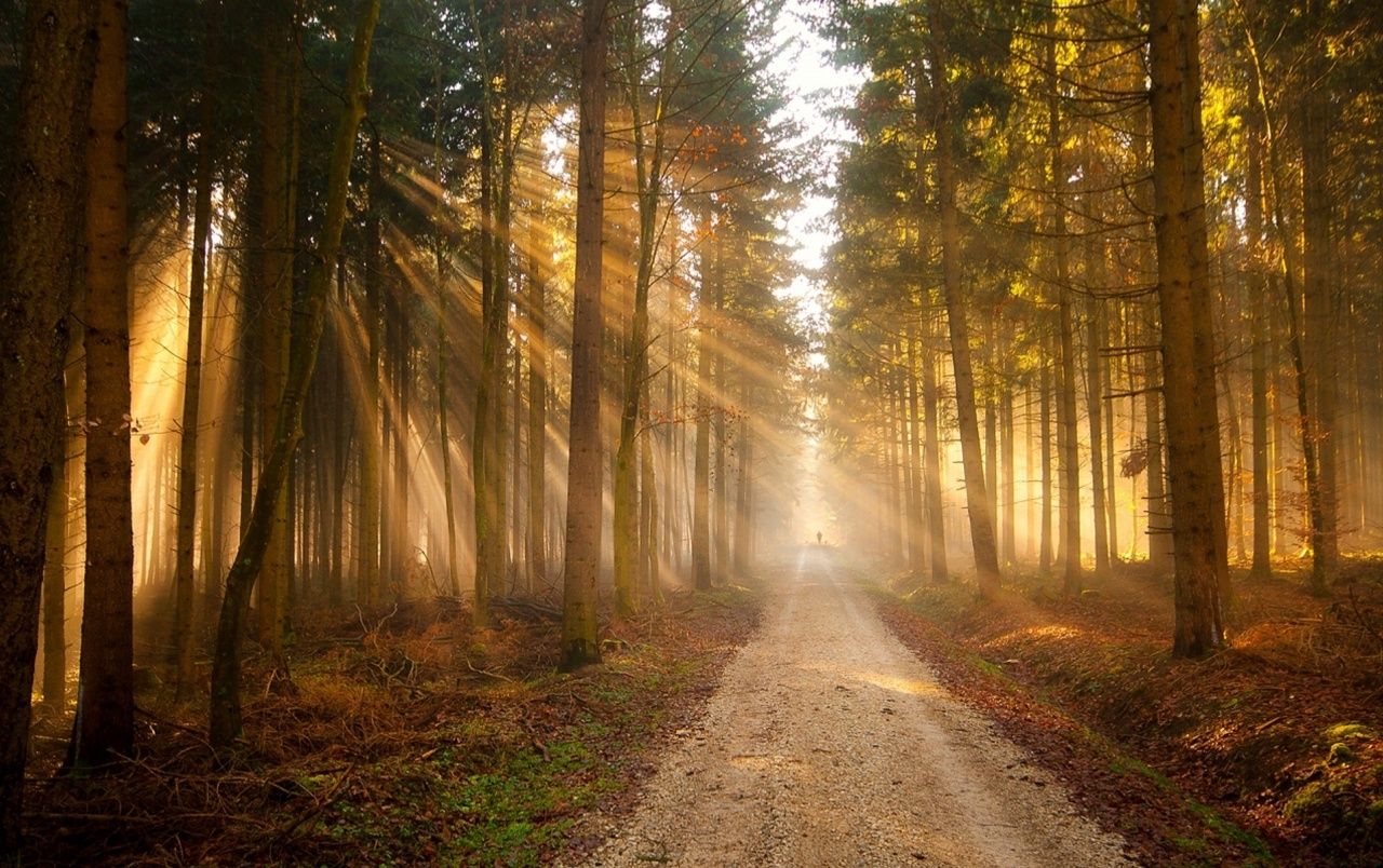 Forest Sunlight Road People wallpaper. Forest Sunlight Road