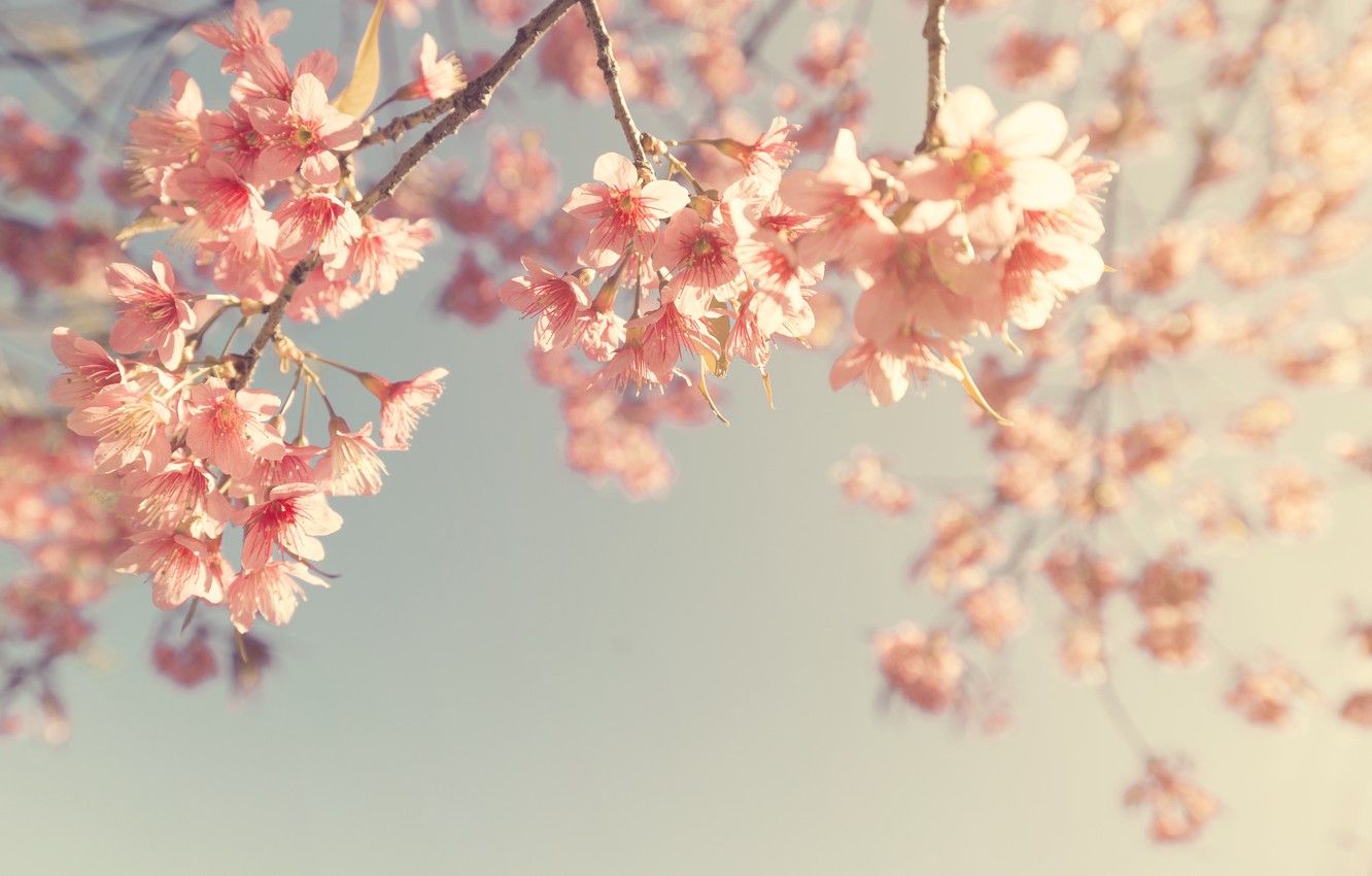 Wallpaper the sky, branches, spring, Sakura, flowering, vintage