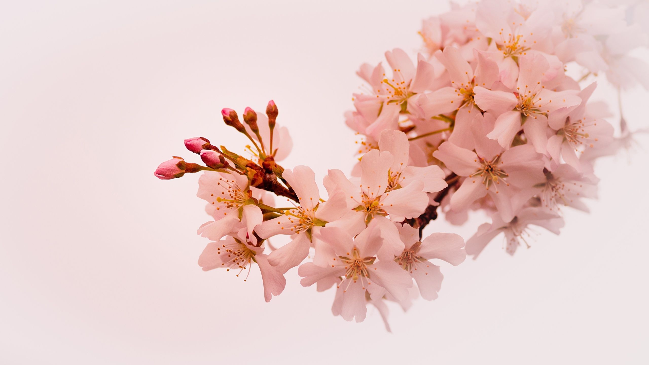 Desktop Wallpaper Sakura Nature Spring Branches Flowering 2560x1440