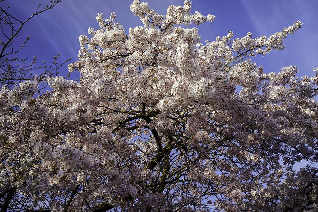 Desktop Wallpaper Cherry blossom Nature Spring Branches Flowering