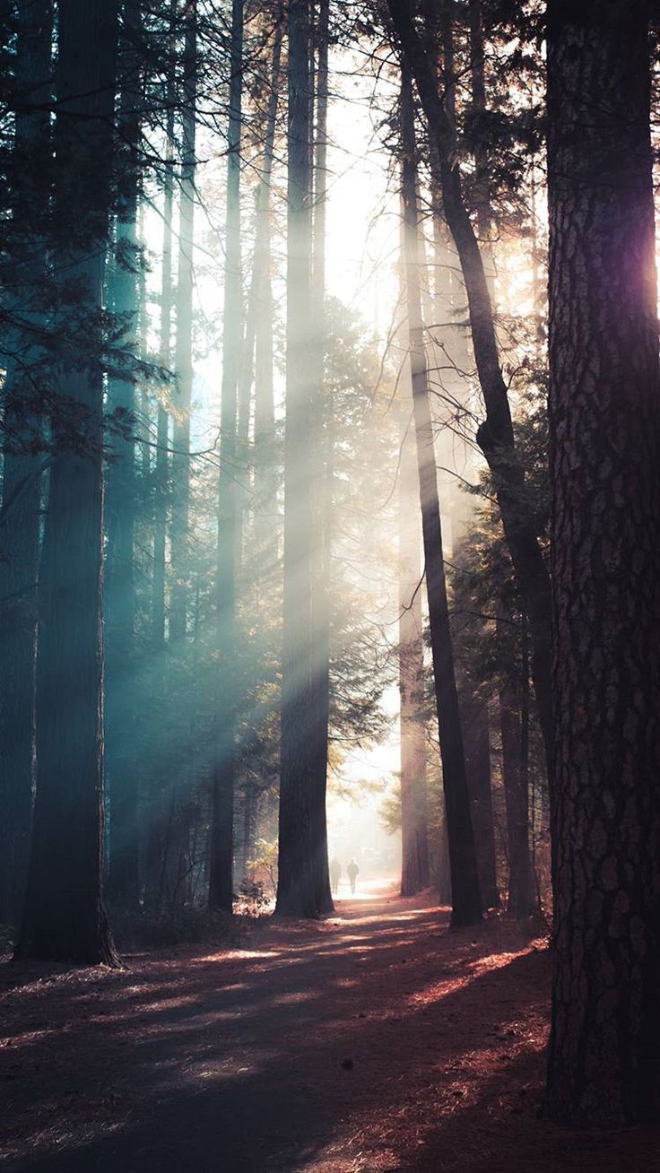 Forest Sunlight Wallpapers - Wallpaper Cave