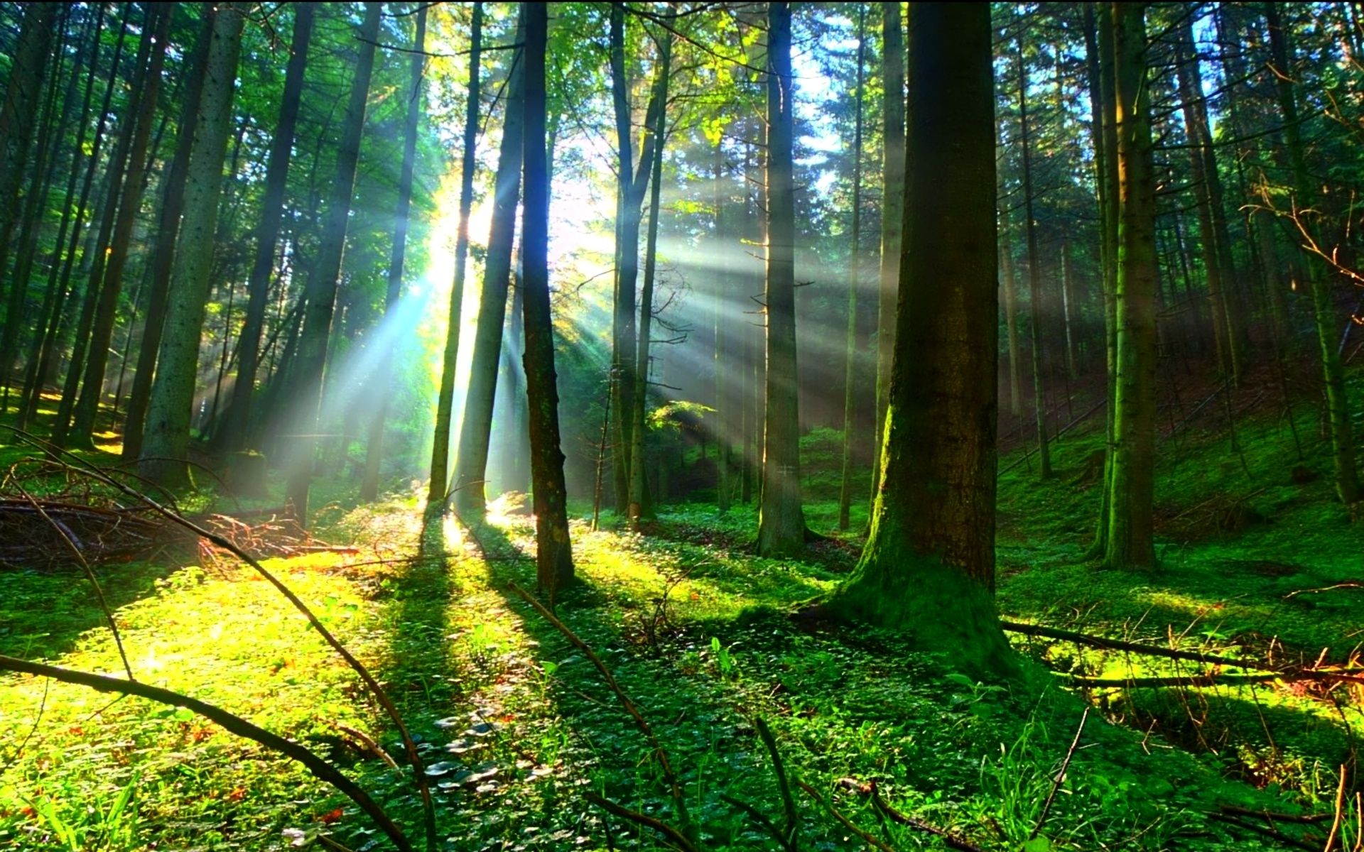 Forest Sunlight Wallpapers - Wallpaper Cave