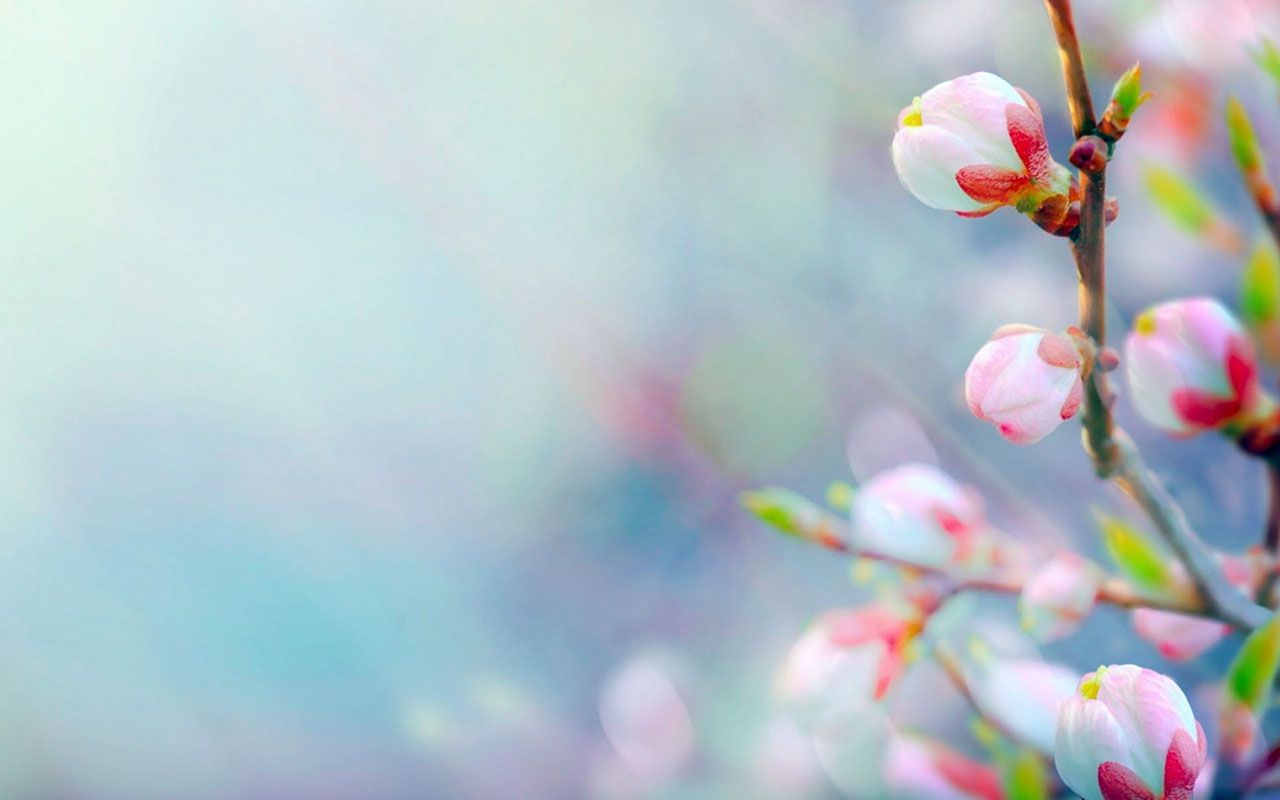 Free download spring branches bud HD wallpaper 10 spring branches
