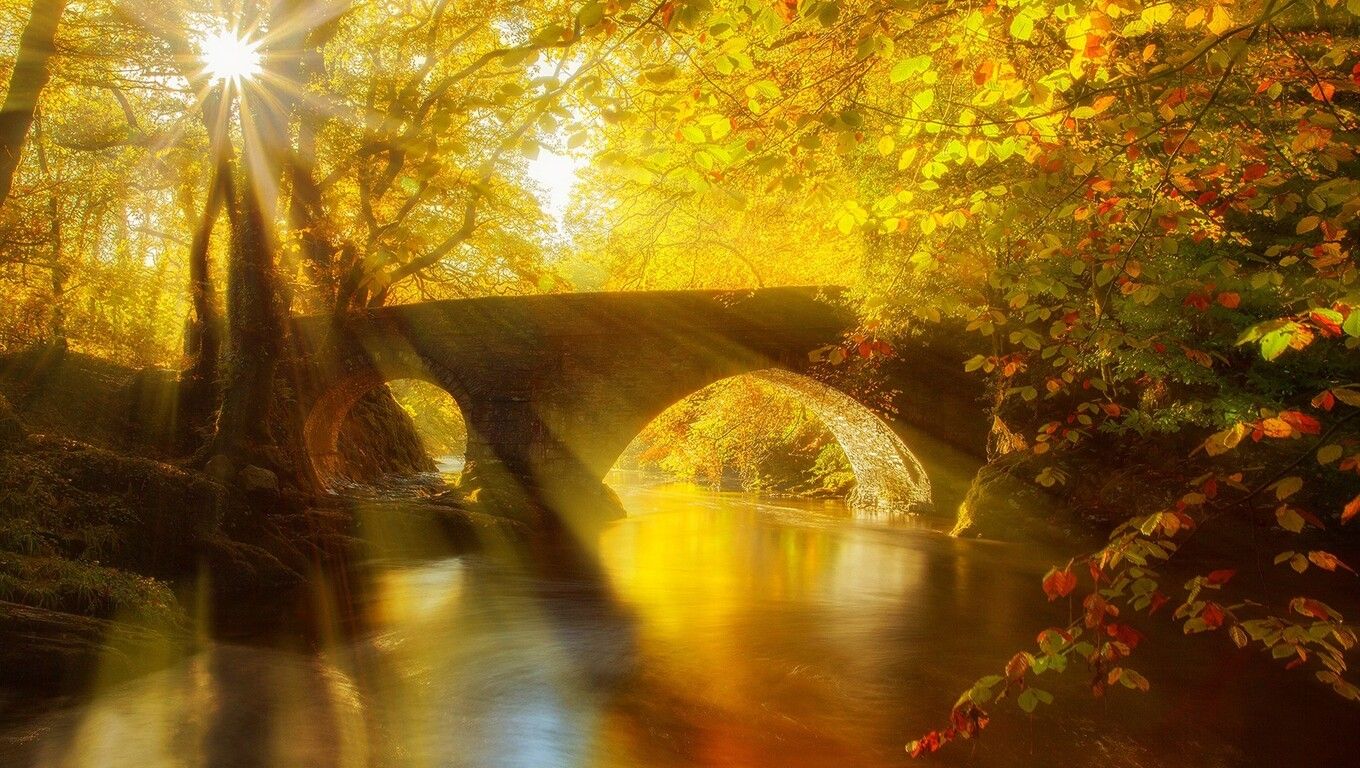 Sun Shining on Autumn Forest Laptop HD HD 4k Wallpaper