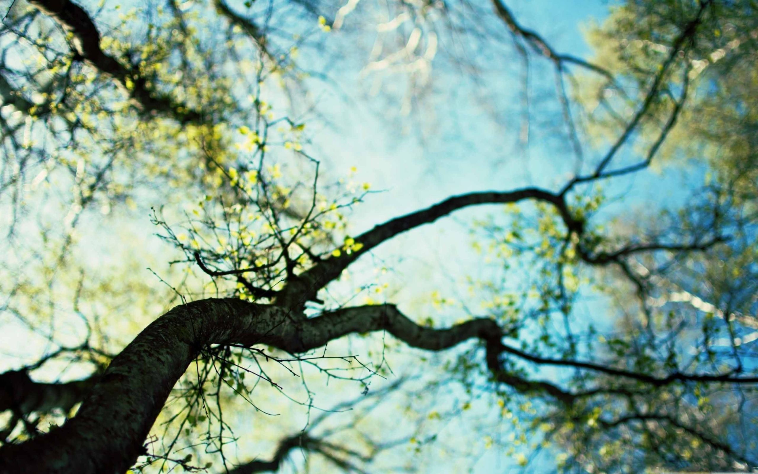 Spring Branches Wallpapers - Wallpaper Cave