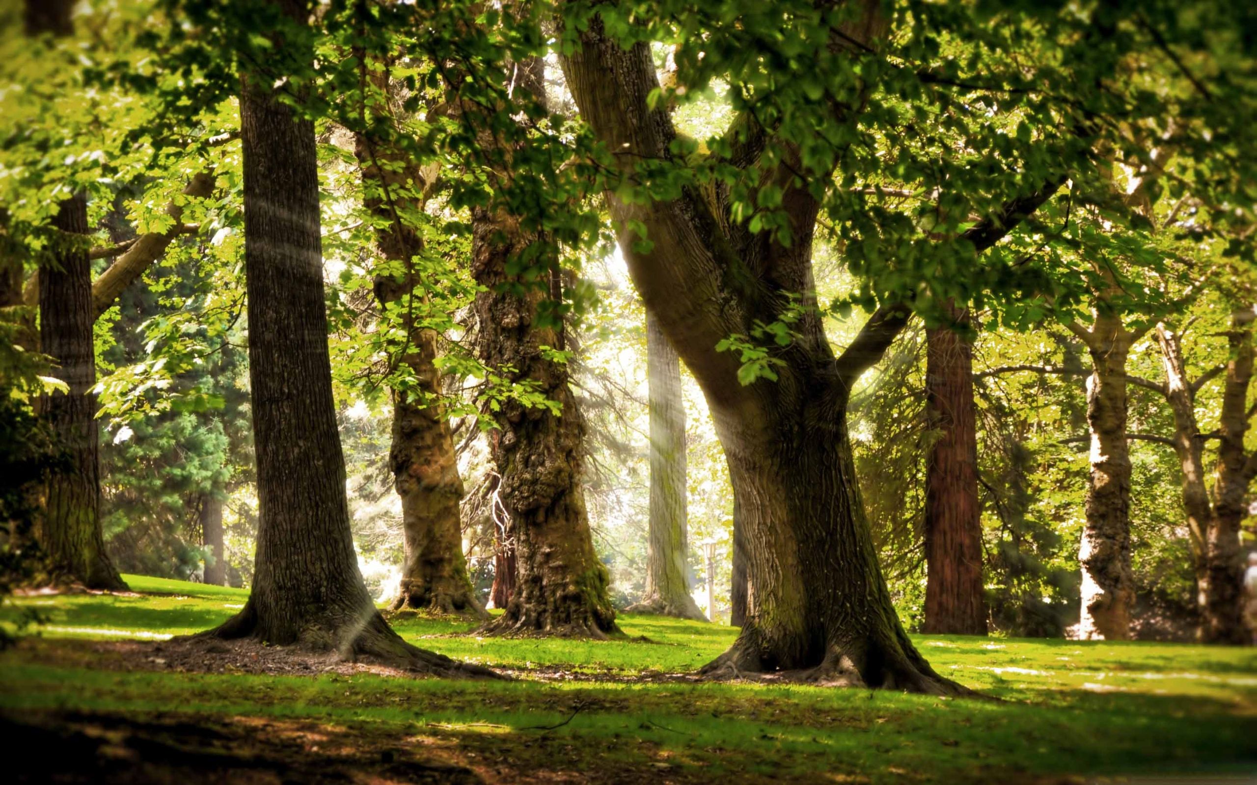 Sunlight Forest Mac Wallpaper Download