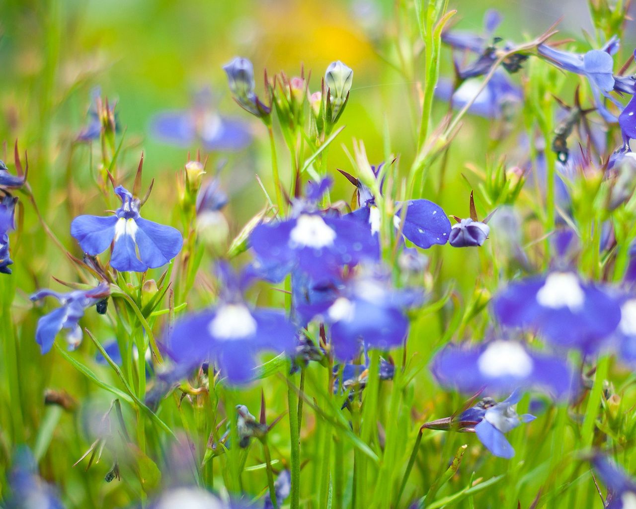 Download wallpaper 1280x1024 flowers, meadow, blue, green, summer