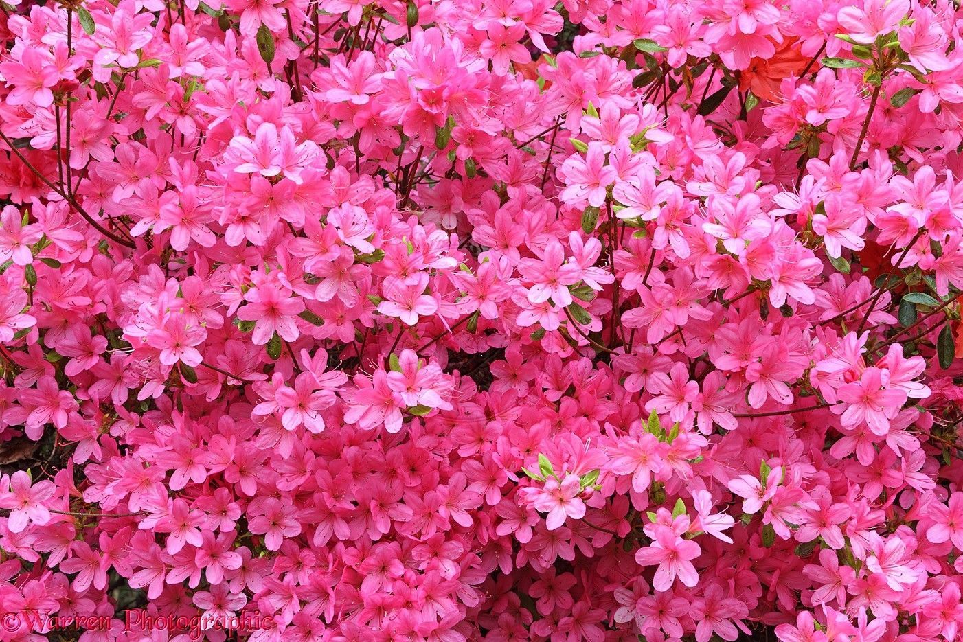 Azaleas Wallpapers - Wallpaper Cave