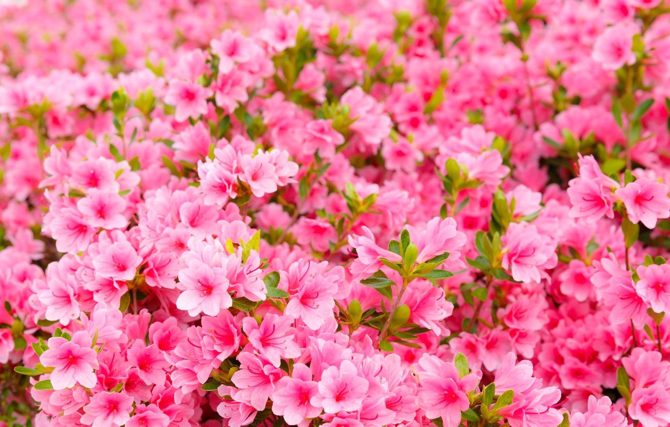 Azaleas Wallpapers - Wallpaper Cave