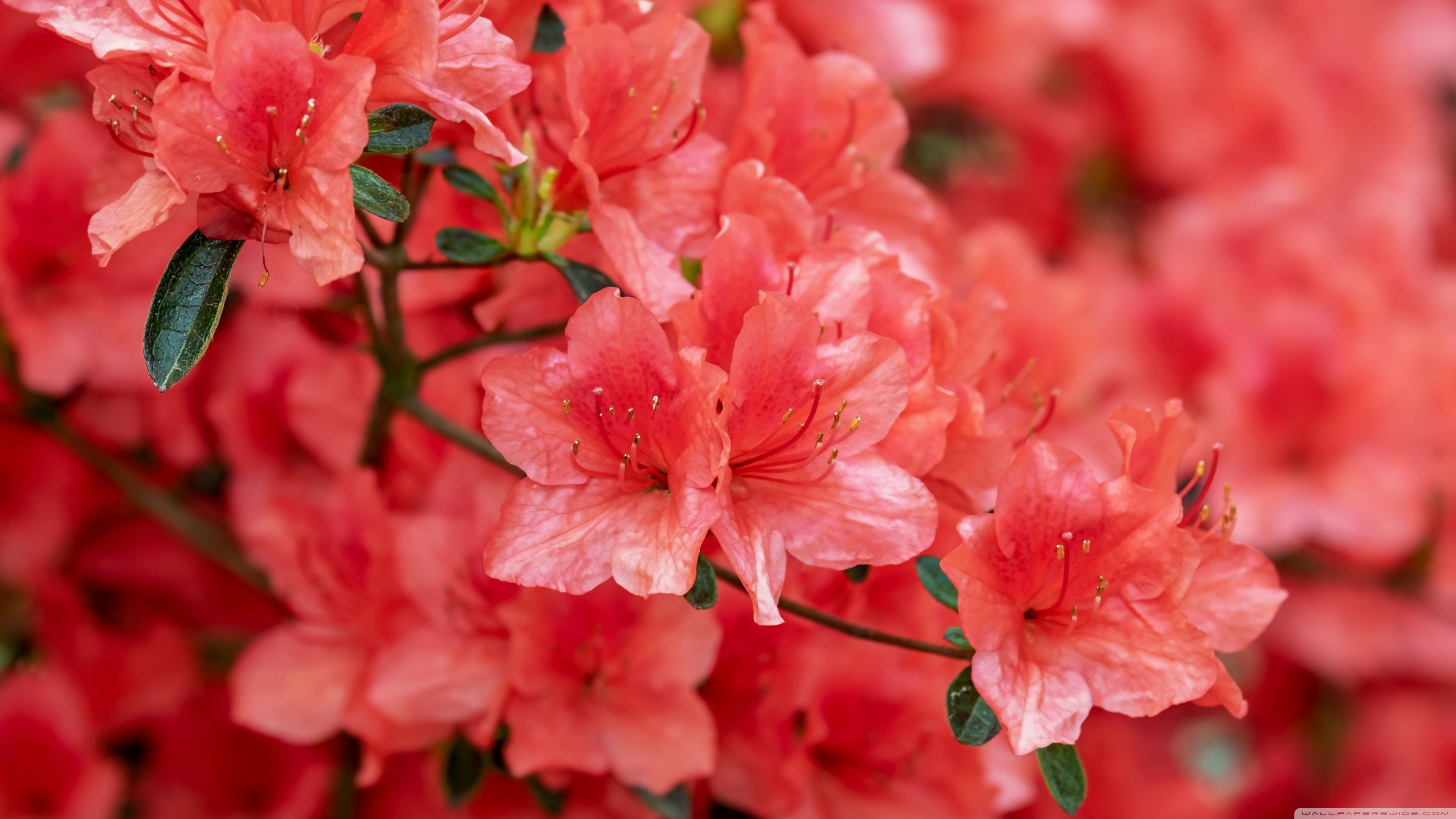 Azaleas Wallpapers - Wallpaper Cave