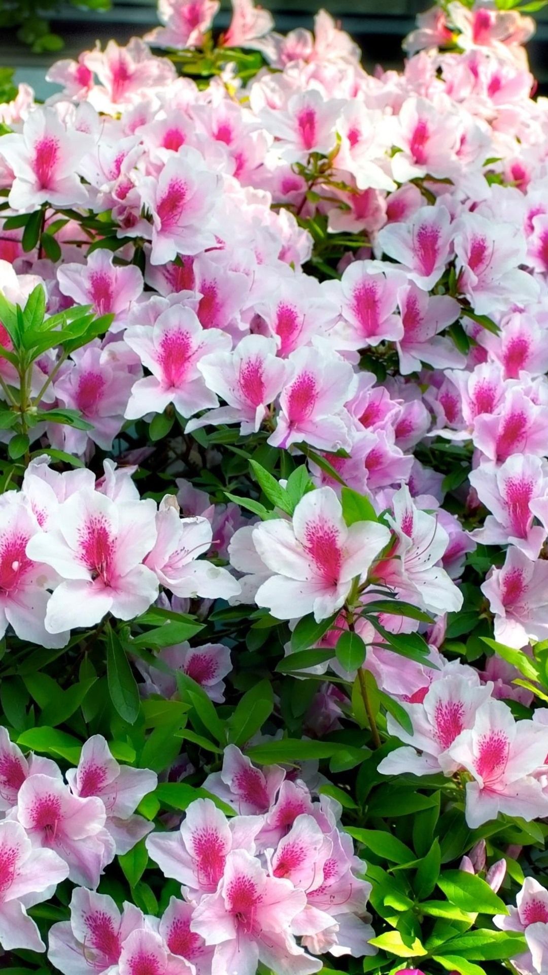 Azaleas Wallpapers - Wallpaper Cave