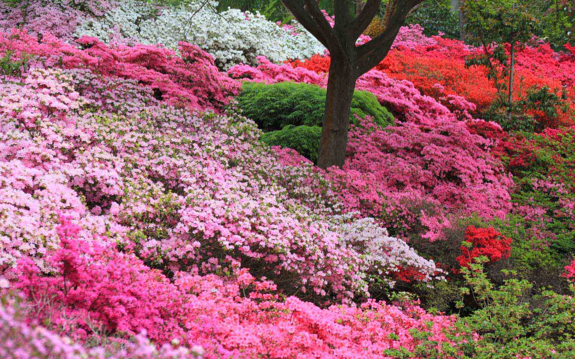 Azalea Flowers HD Wallpaper 2