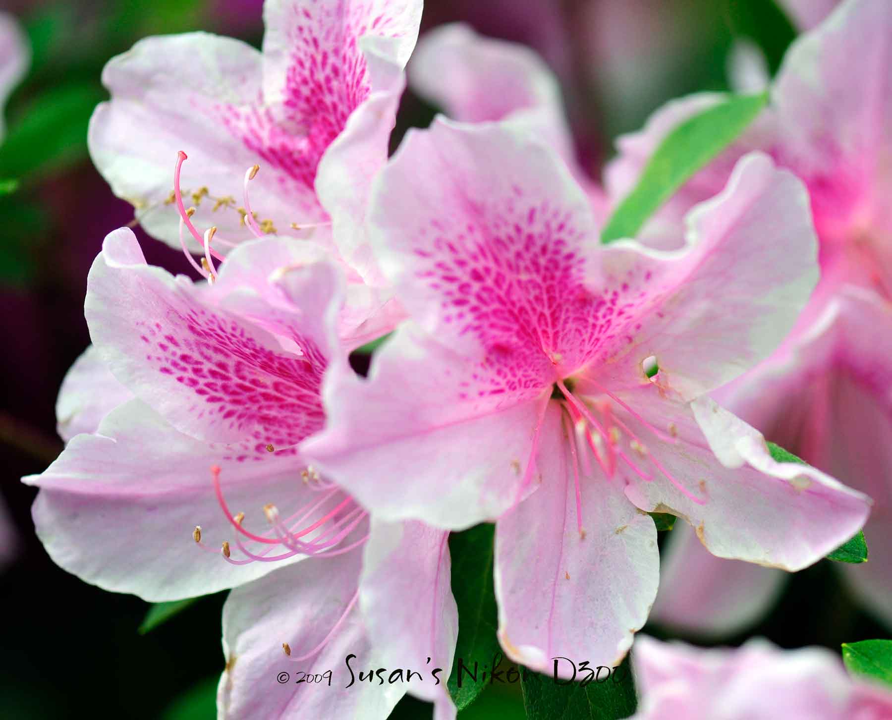 Azaleas Wallpapers - Wallpaper Cave