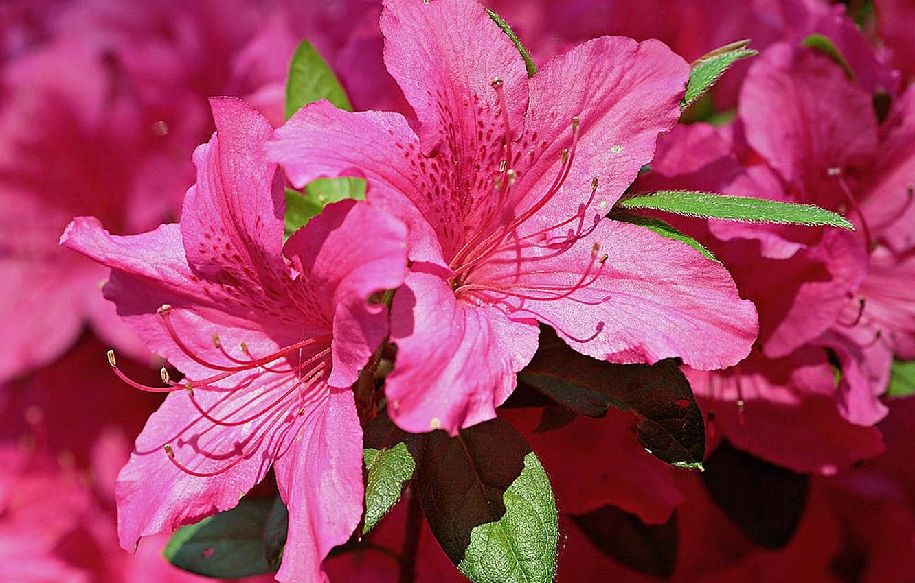 Azaleas Wallpapers - Wallpaper Cave