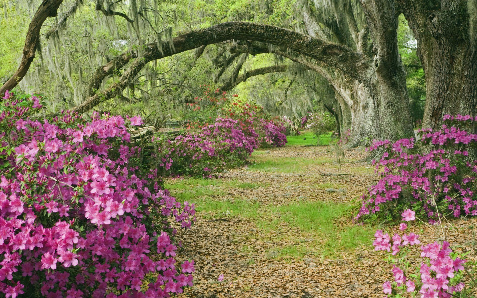 Azaleas Wallpapers - Wallpaper Cave