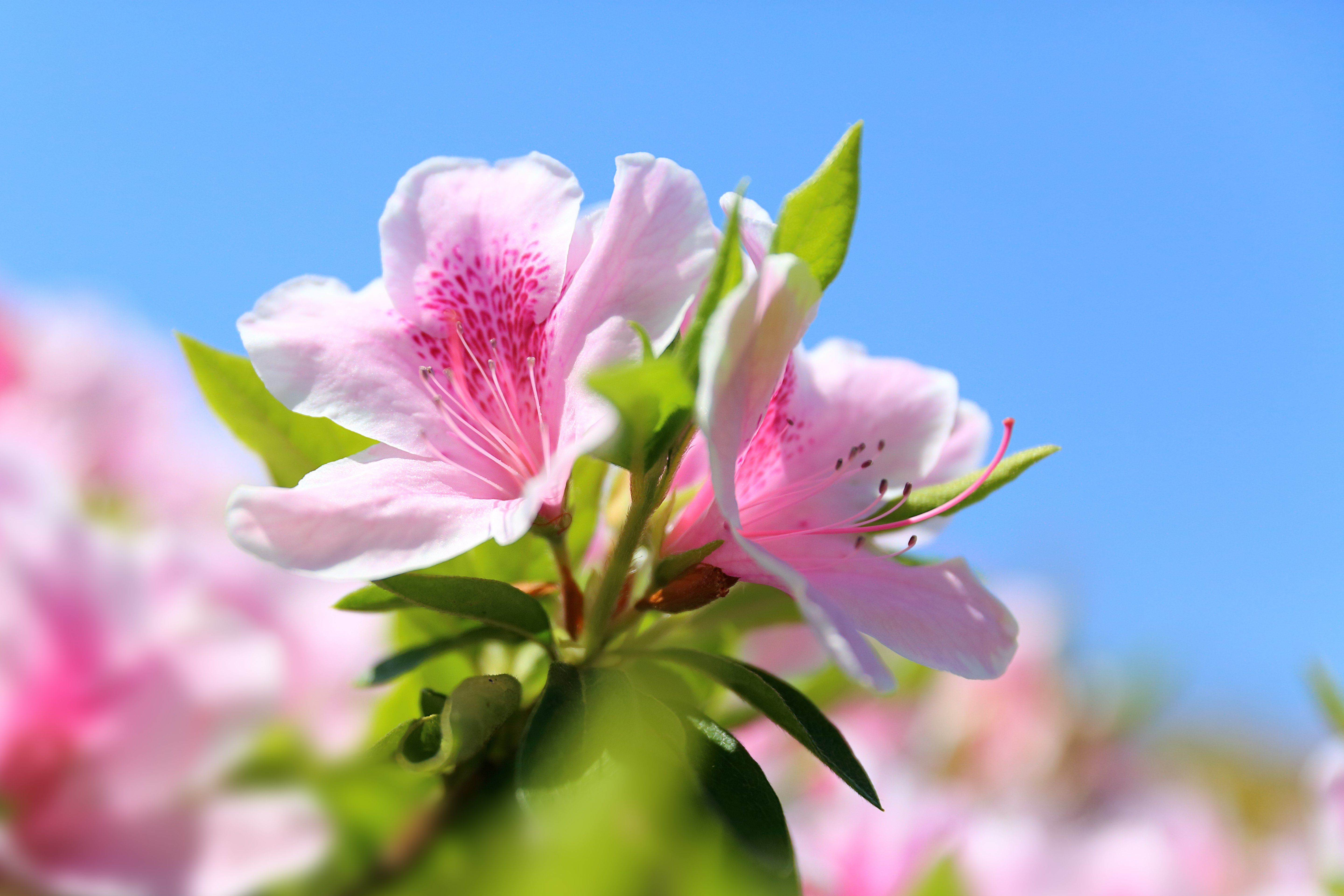 Azaleas Wallpapers - Wallpaper Cave