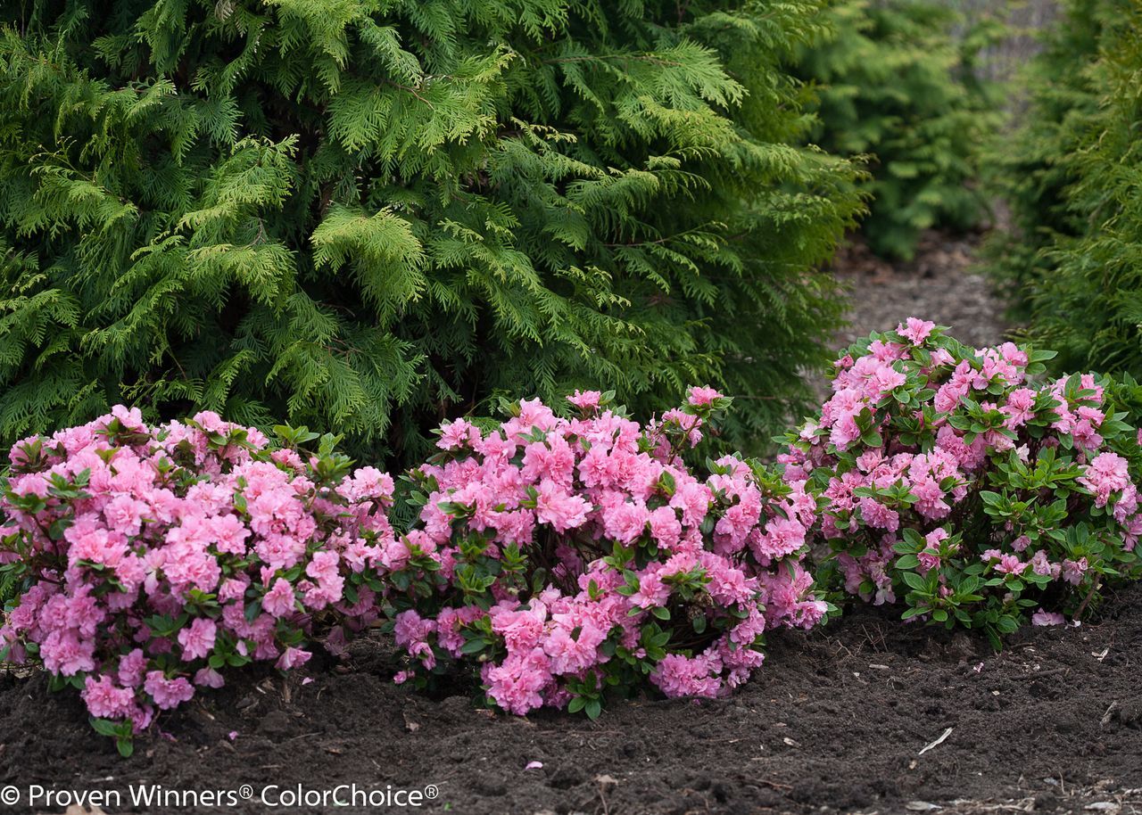 Bloom A Thon® Pink Double Azalea. Azaleas
