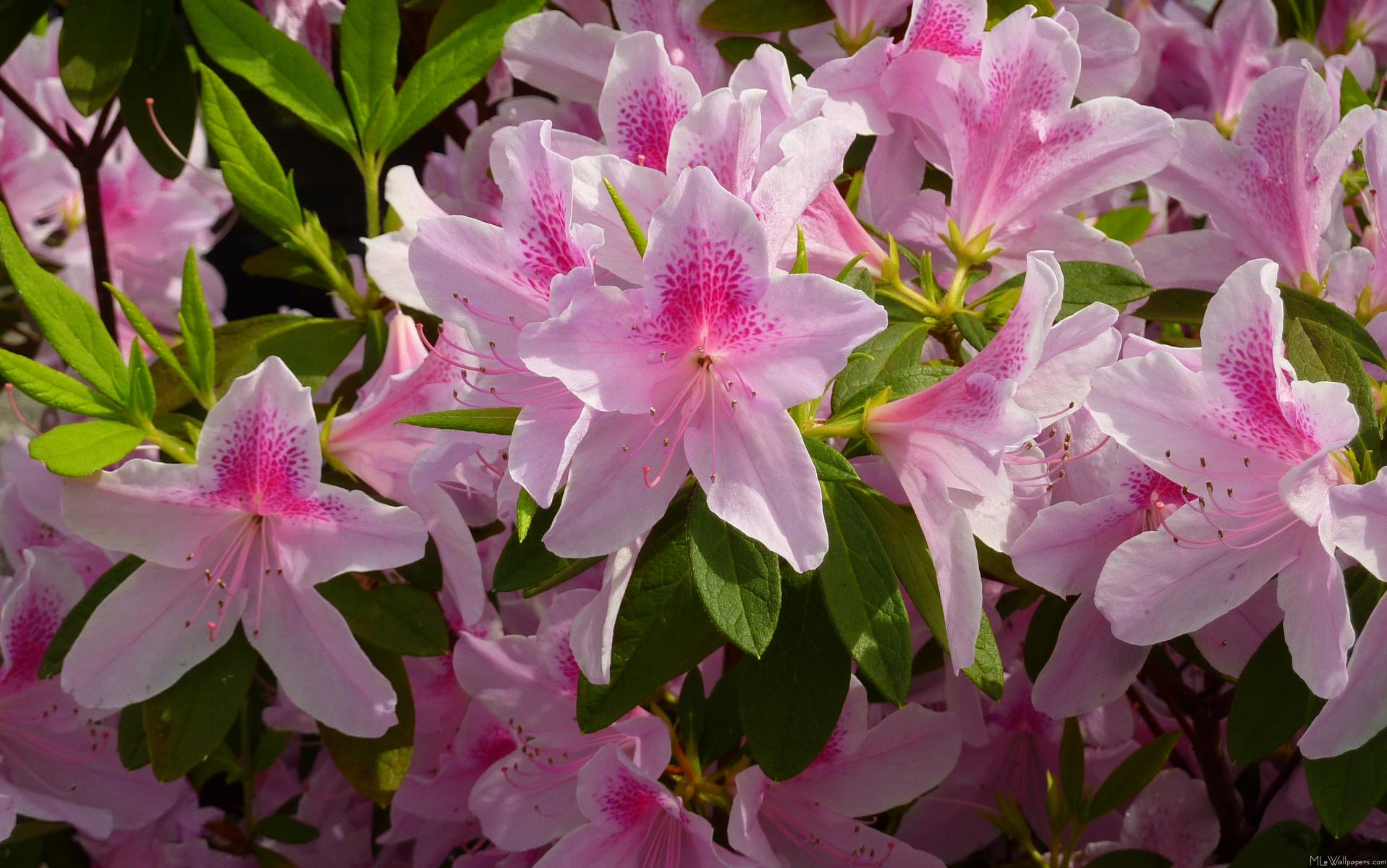 Azaleas Wallpapers - Wallpaper Cave