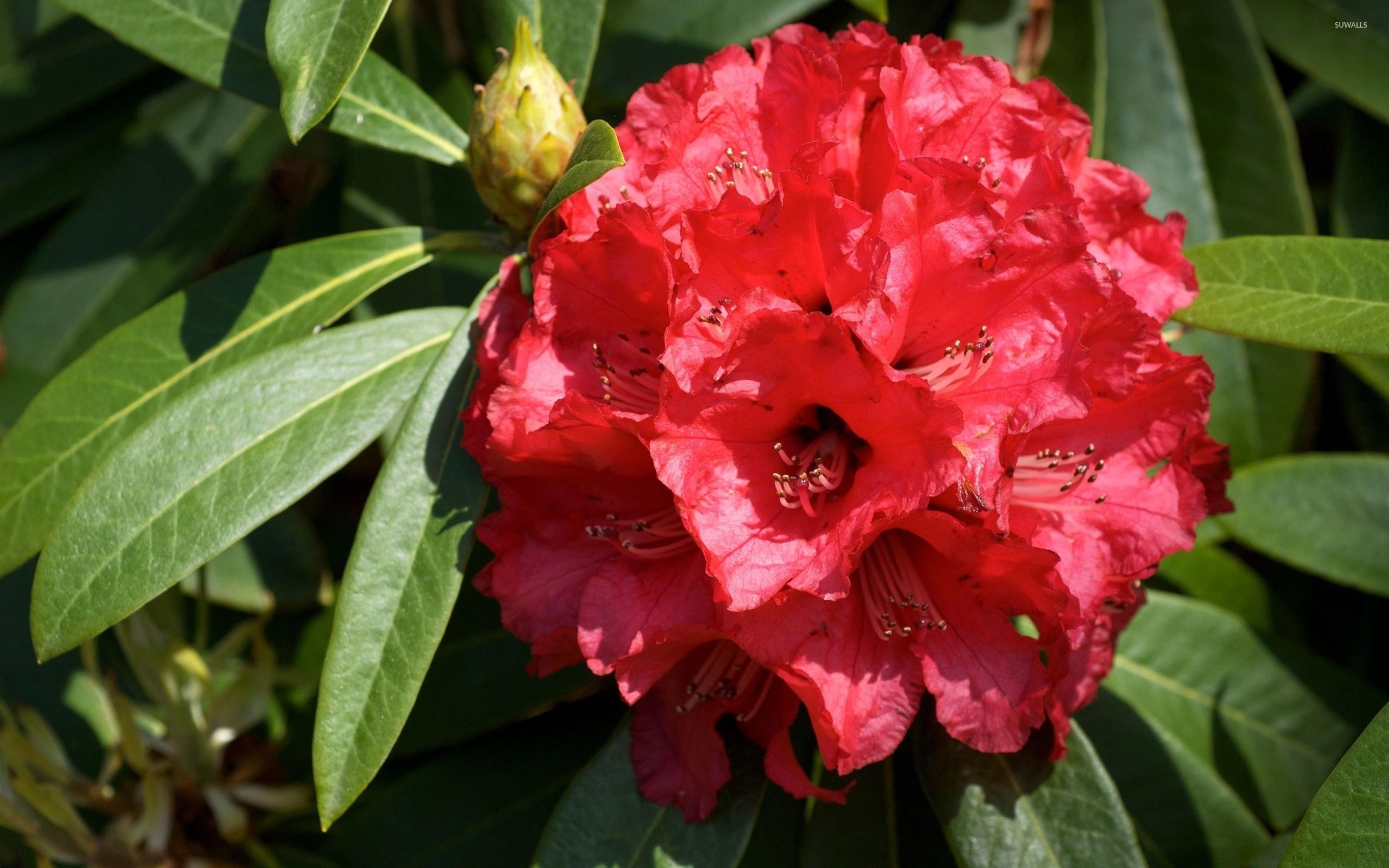 Red azaleas wallpaper wallpaper