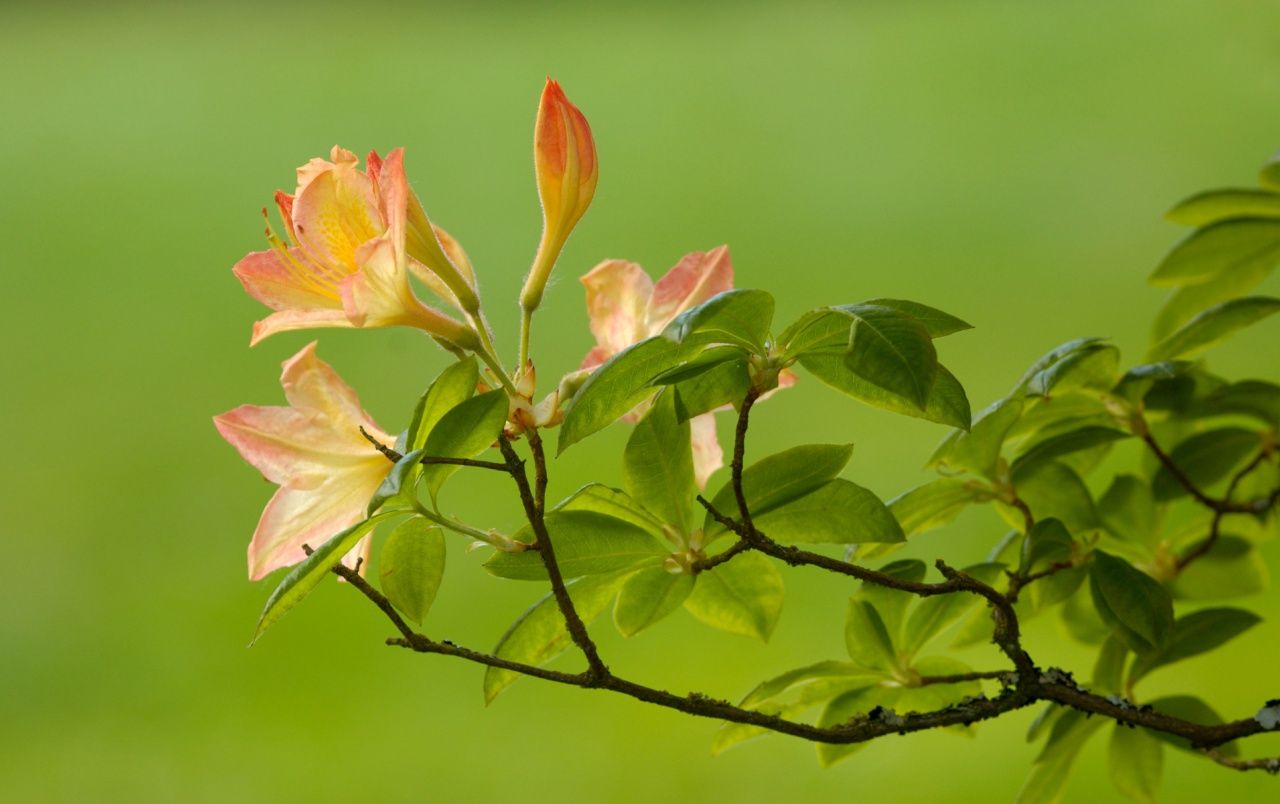 Azaleas Wallpapers - Wallpaper Cave