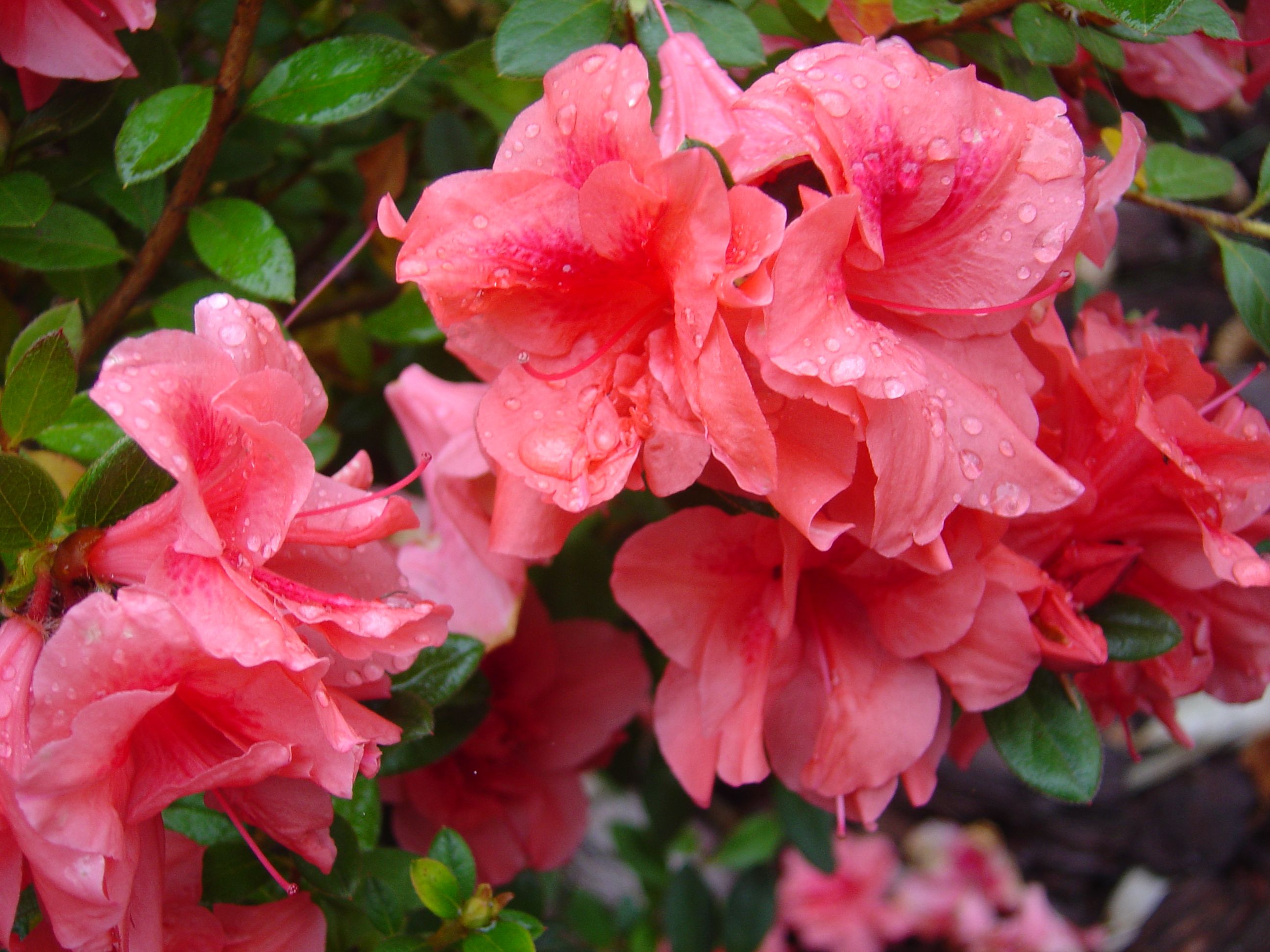 Azaleas Wallpapers - Wallpaper Cave