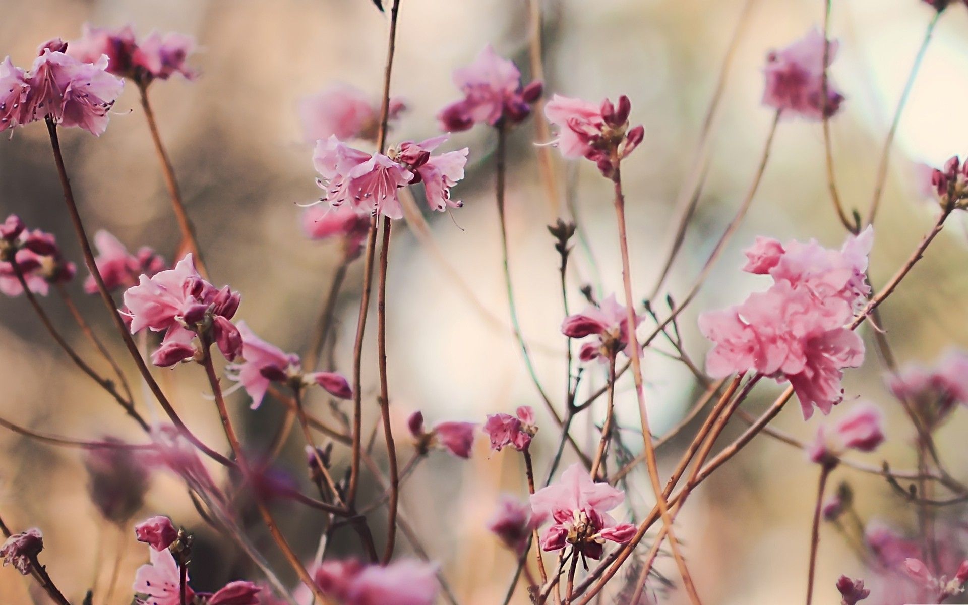 Azaleas Wallpapers - Wallpaper Cave