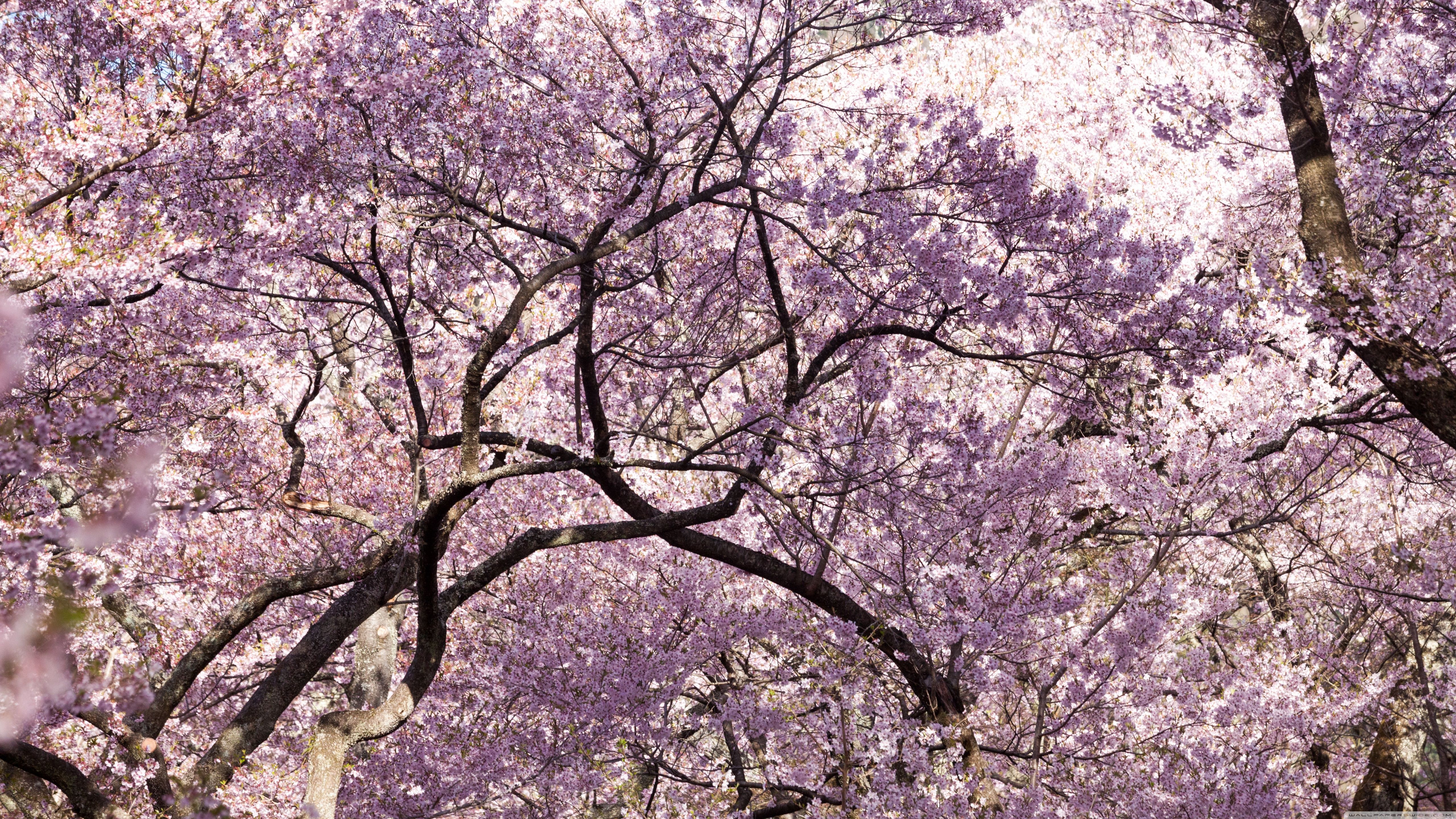 Pink Cherry Blossom Tree Japan Ultra HD Desktop Background