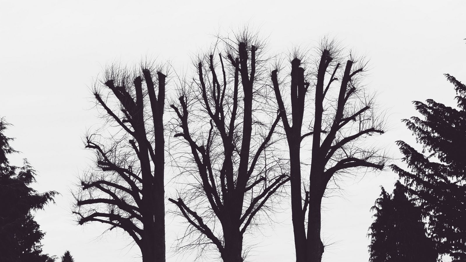 Download wallpaper 1600x900 trees, branches, aesthetic, bw