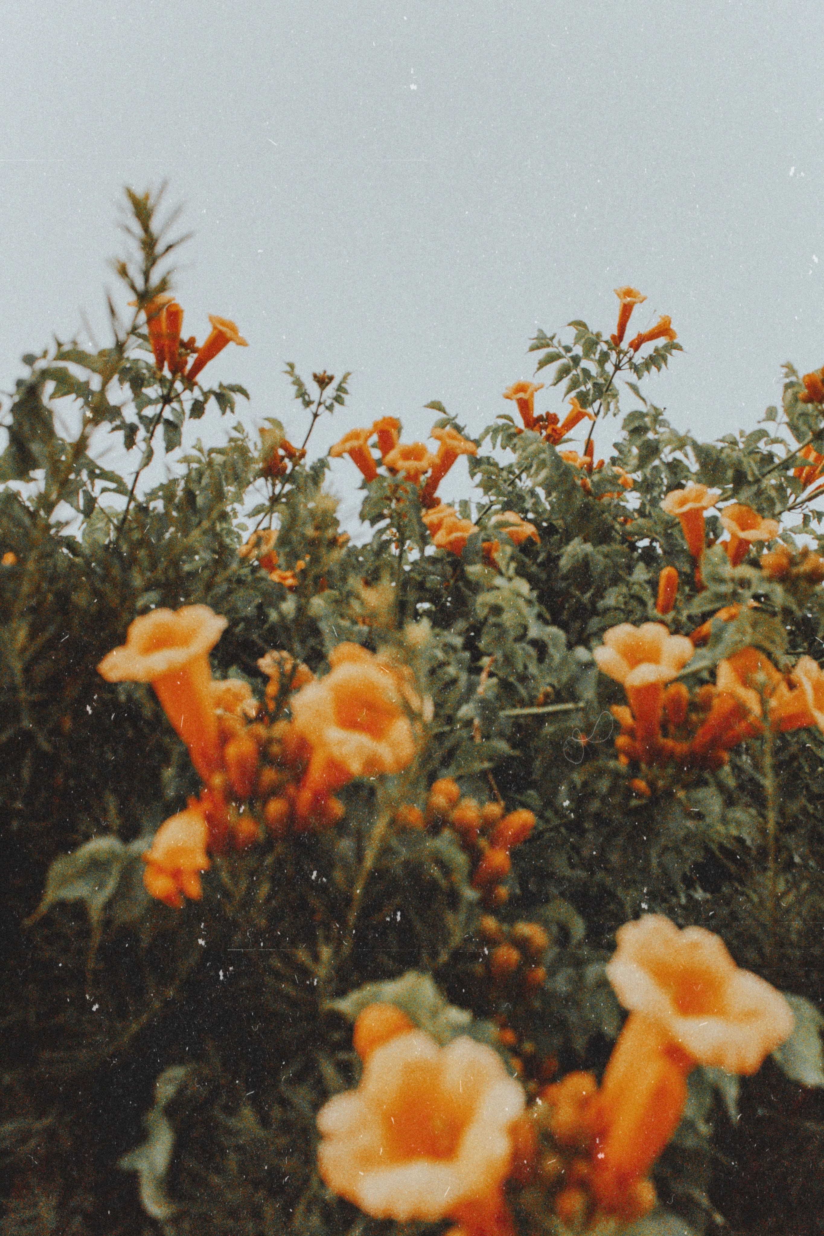 ; instagram. Flower aesthetic