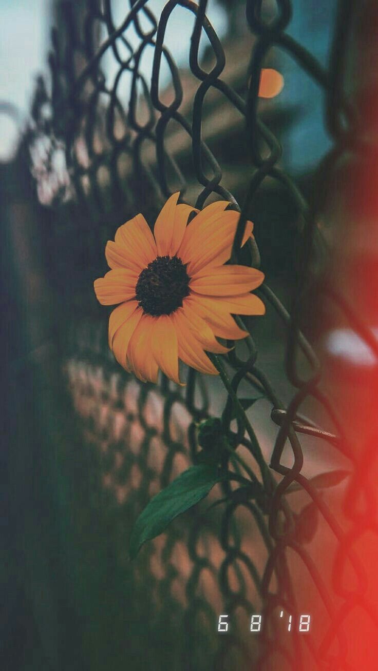 Sunflower Aesthetic Grunge Wallpaper Free Sunflower