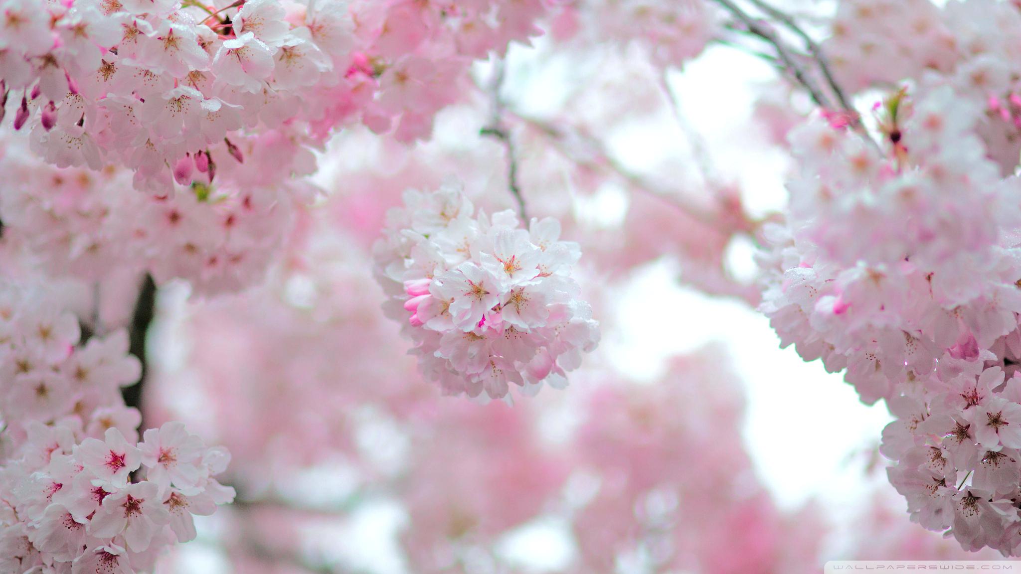 Cherry Blossom Wallpaper Anime For Desktop Blossom Depth