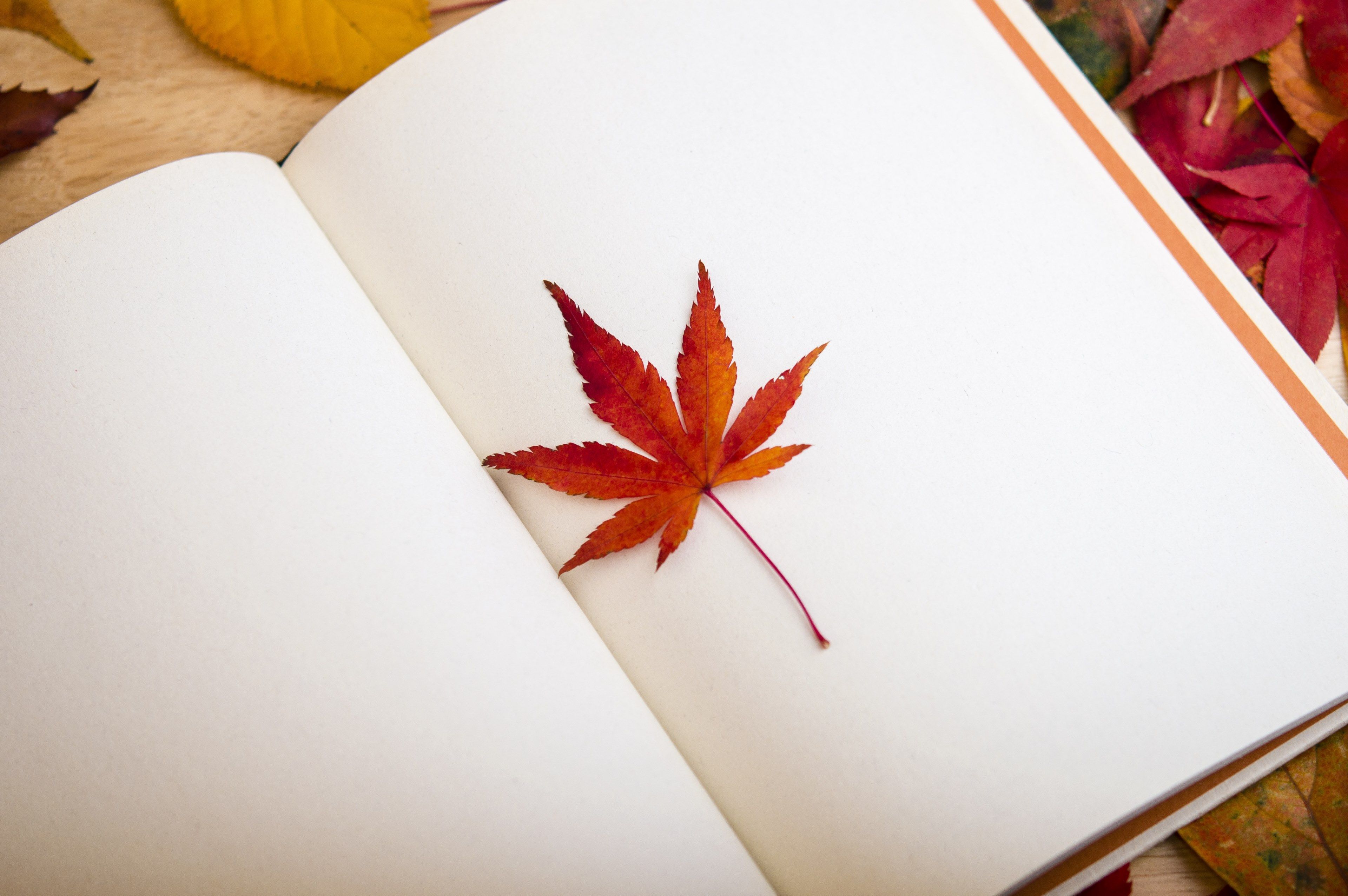 maple leaf #book #reading #dear diary #bookcase 4k wallpaper